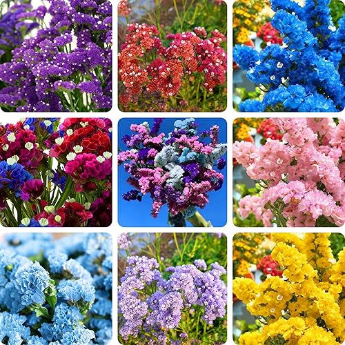 Mix Statice Forget me not Seeds for Planting, 310+pcs Rare