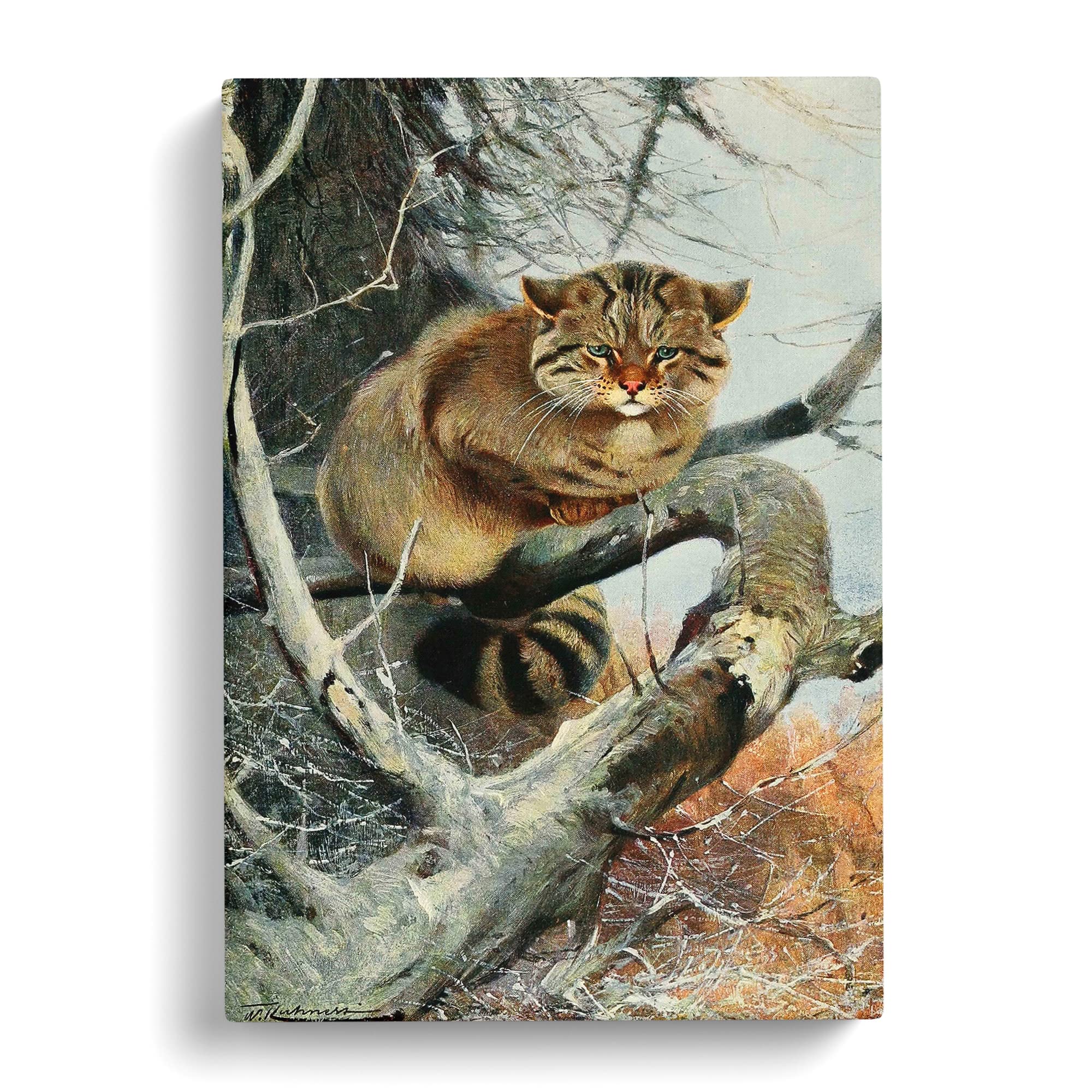 W Kuhnert Wild Cat Canvas Print, Mixed, 25L x 50W cm - Image 3