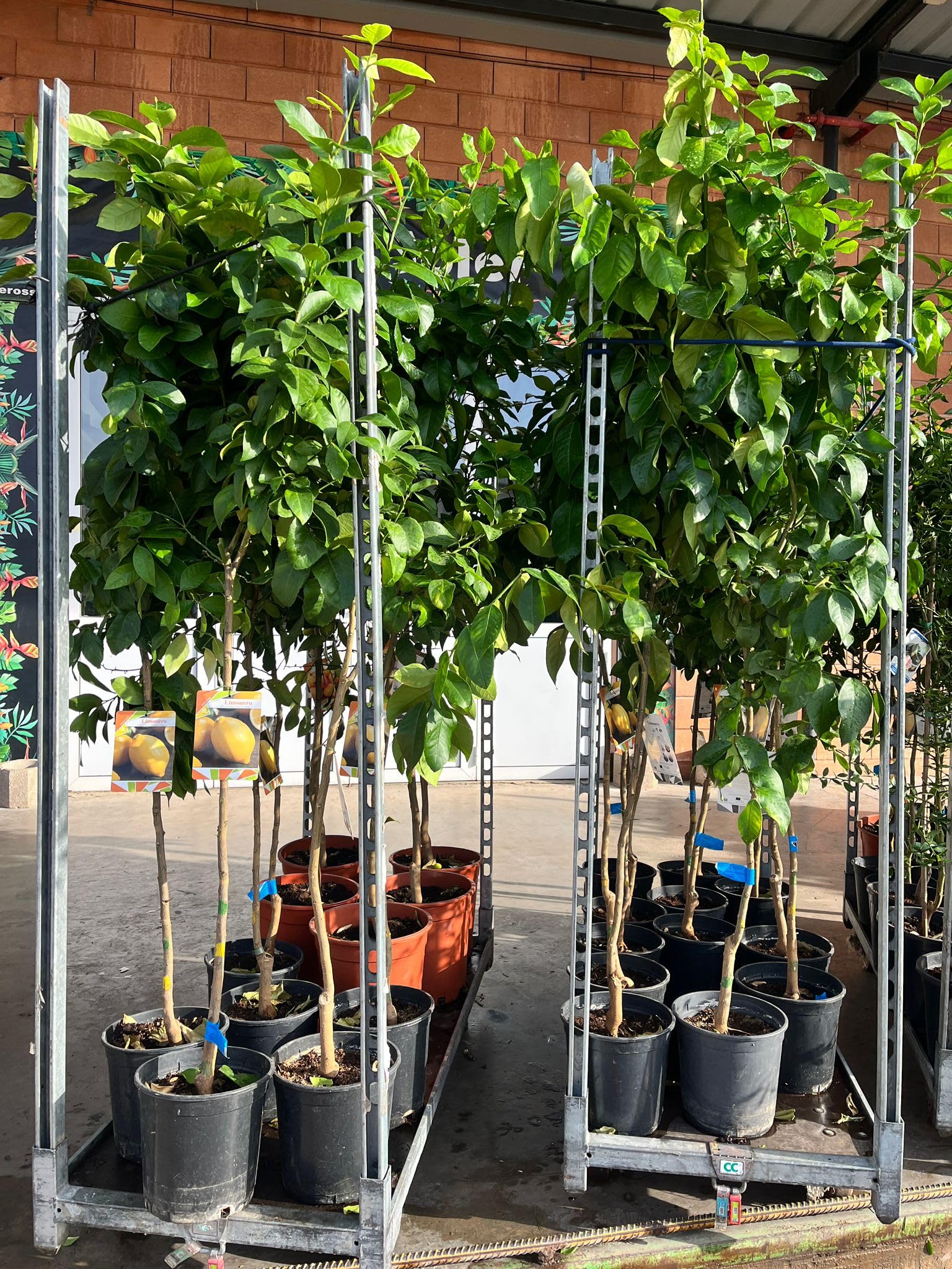 OFERTA Limonero 4 Estaciones en Maceta de 5 L, Árbol Cítrico para Jardín y Huerto, Planta Natural de Exterior ULTIMAS UNIDADES !!!!!