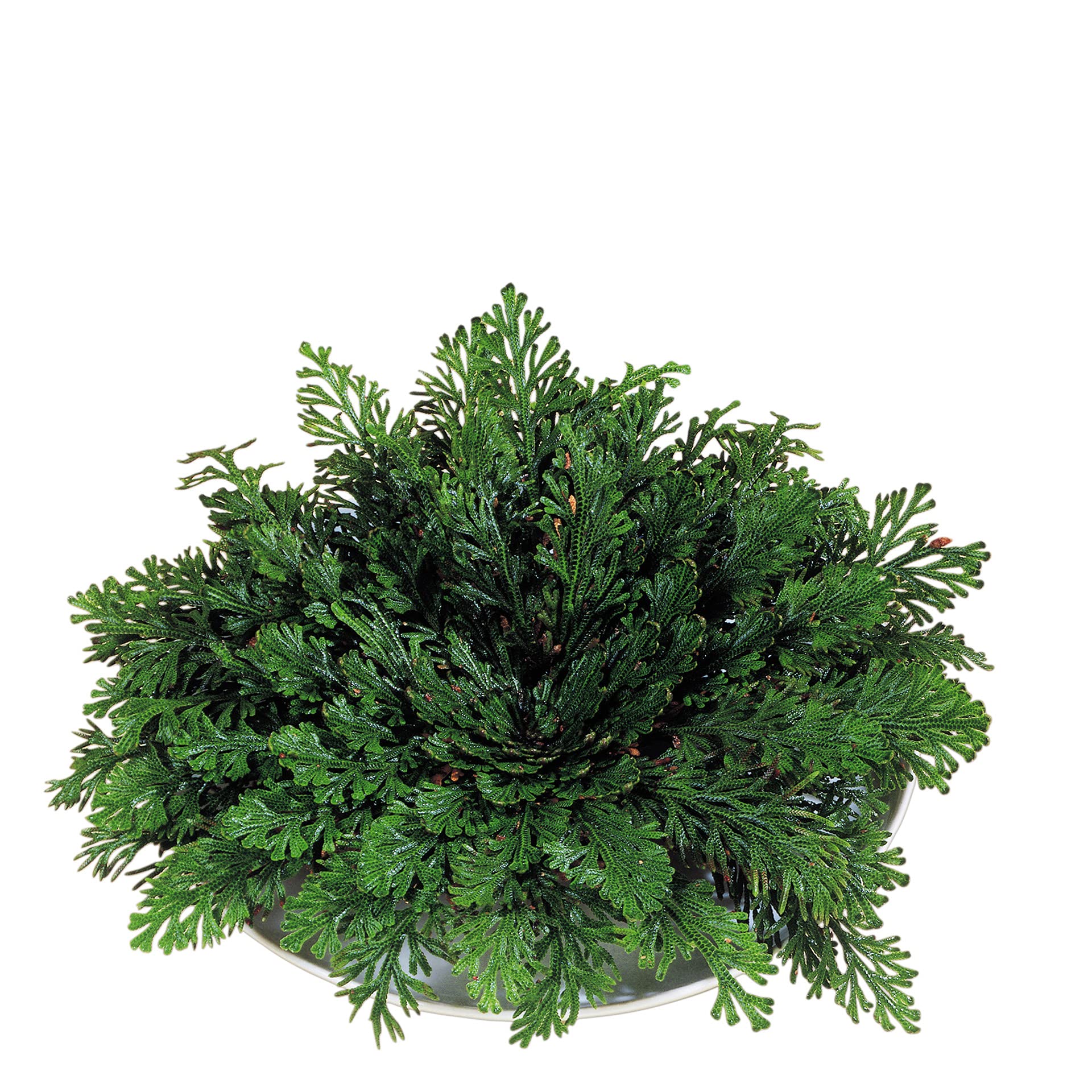 deeel basics Rose von Jericho, ewige Wüstenrose