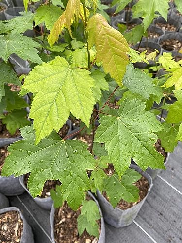 Árbol de arce rojo, Acer Rubrum, 2 pies - 4 pies