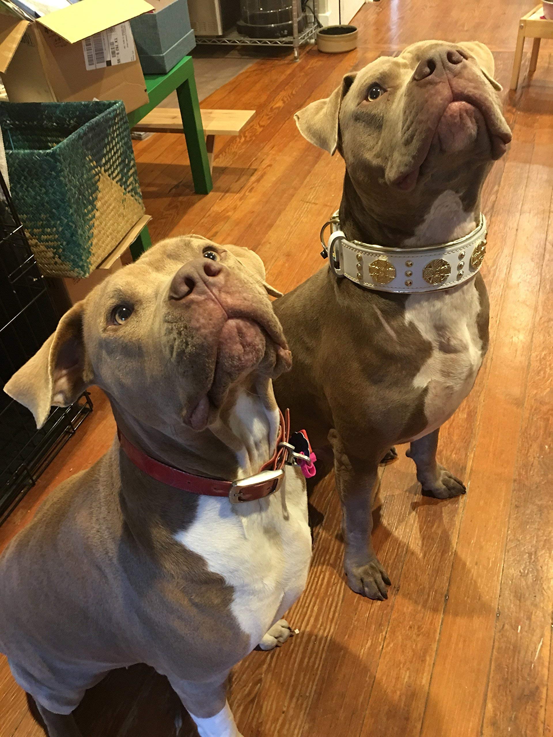 Bestia Maximus Weiss Echtleder Hundehalsband für große Hunde. 100% Leder. Weich gepolstert. 6,3 cm breit. Einzigartiges Design und Qualität