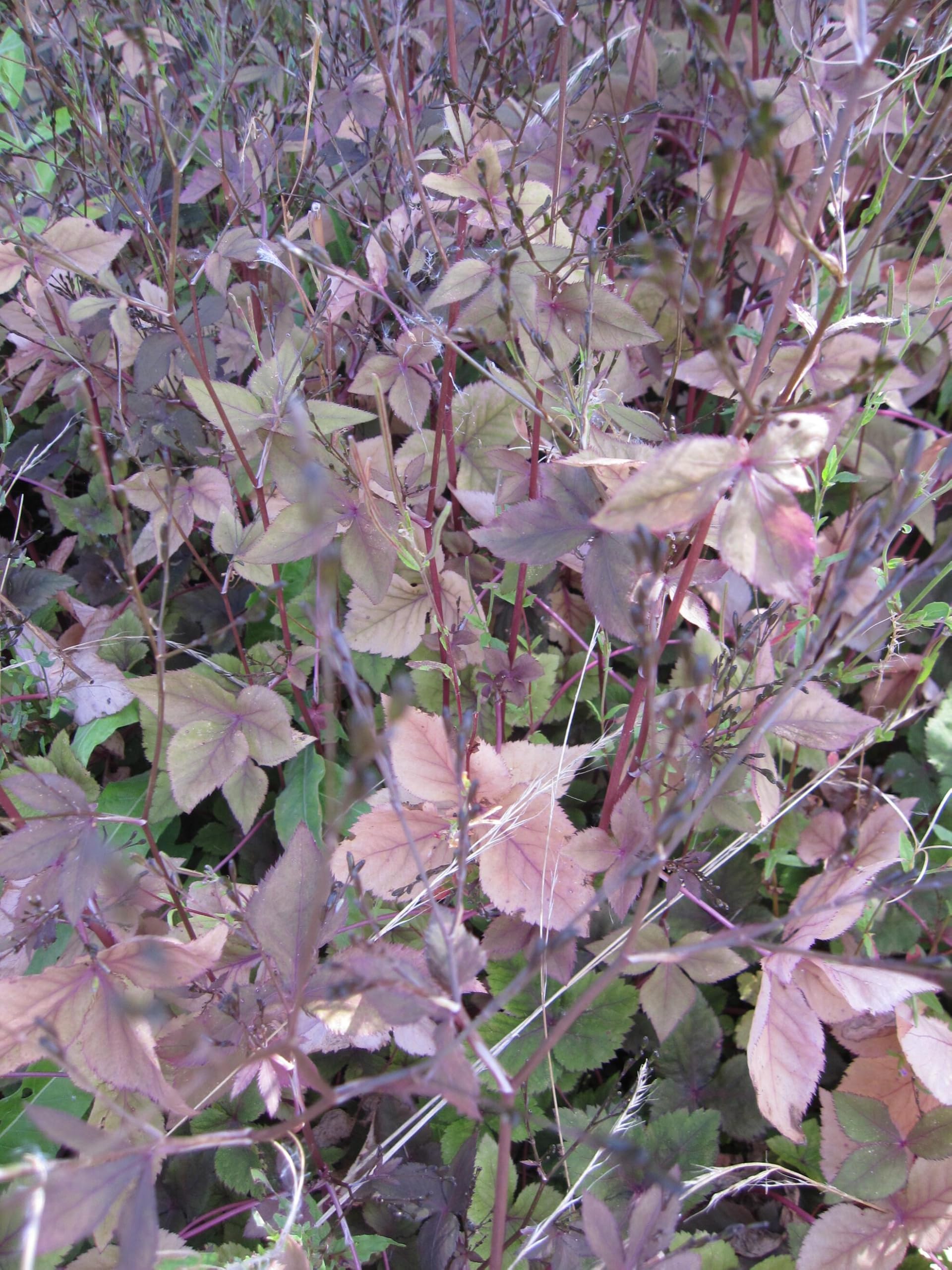 Rotblättrige Japanische Petersilie - Cryptotaenia japonica atropurpureum - Mitsuba - Würzkraut