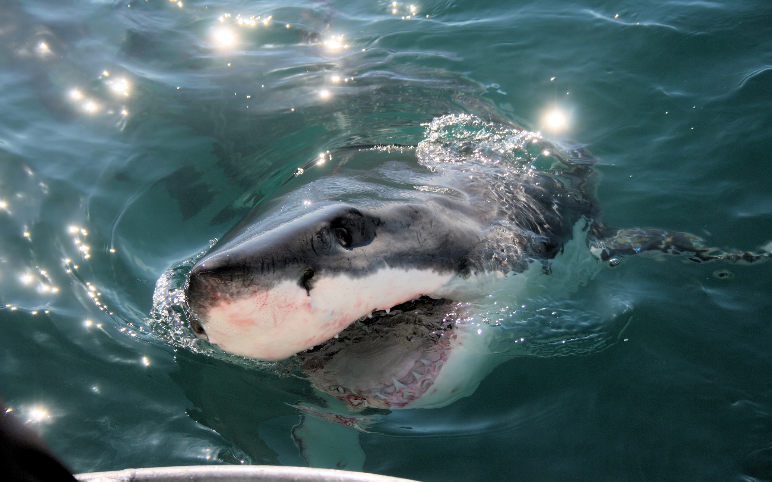 Shark Bytes - App on Amazon Appstore