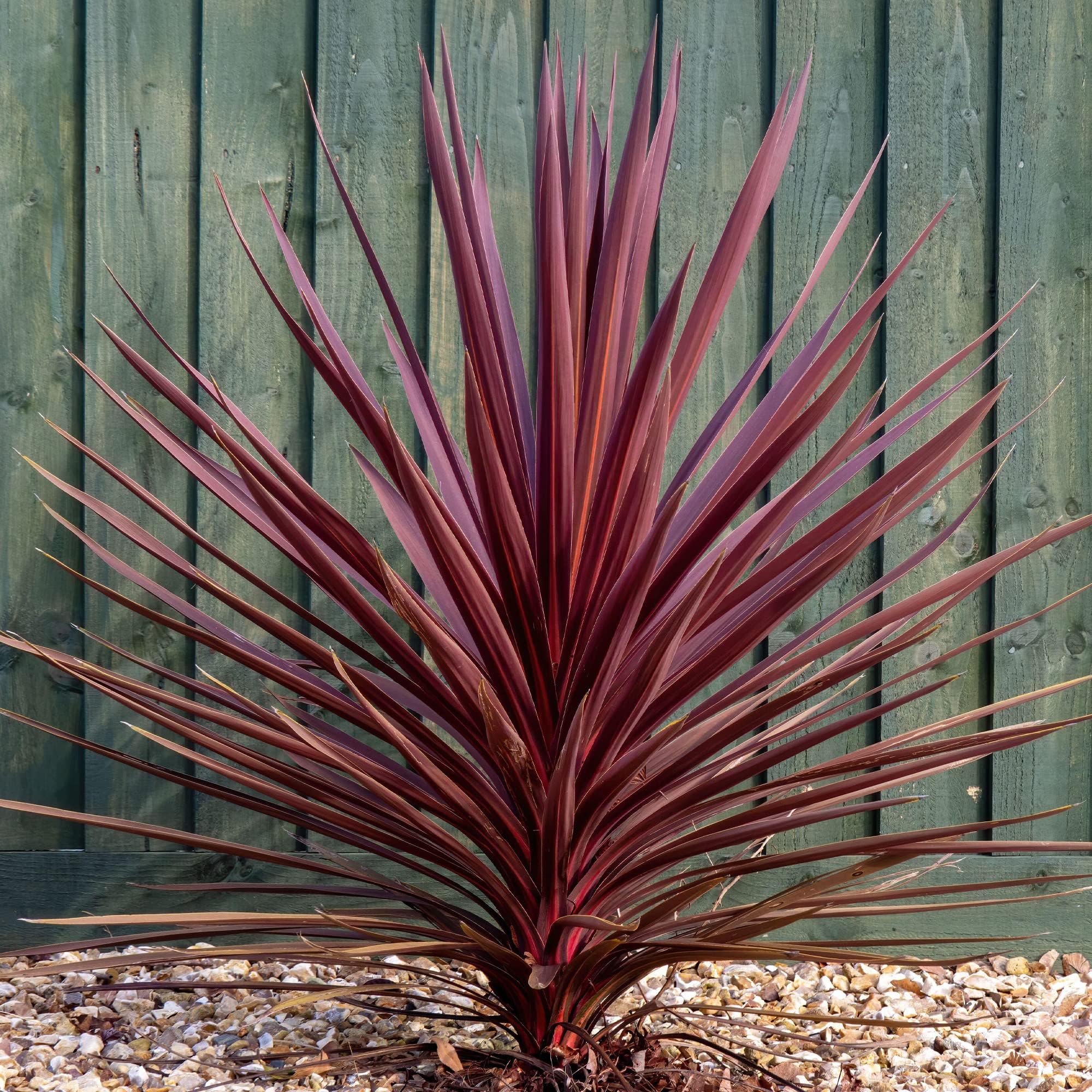 Festival Raspberry Cabbage Cordyline Australis 'Can Can' Cabbage Palm Evergreen Garden Shrub | 9cm ...