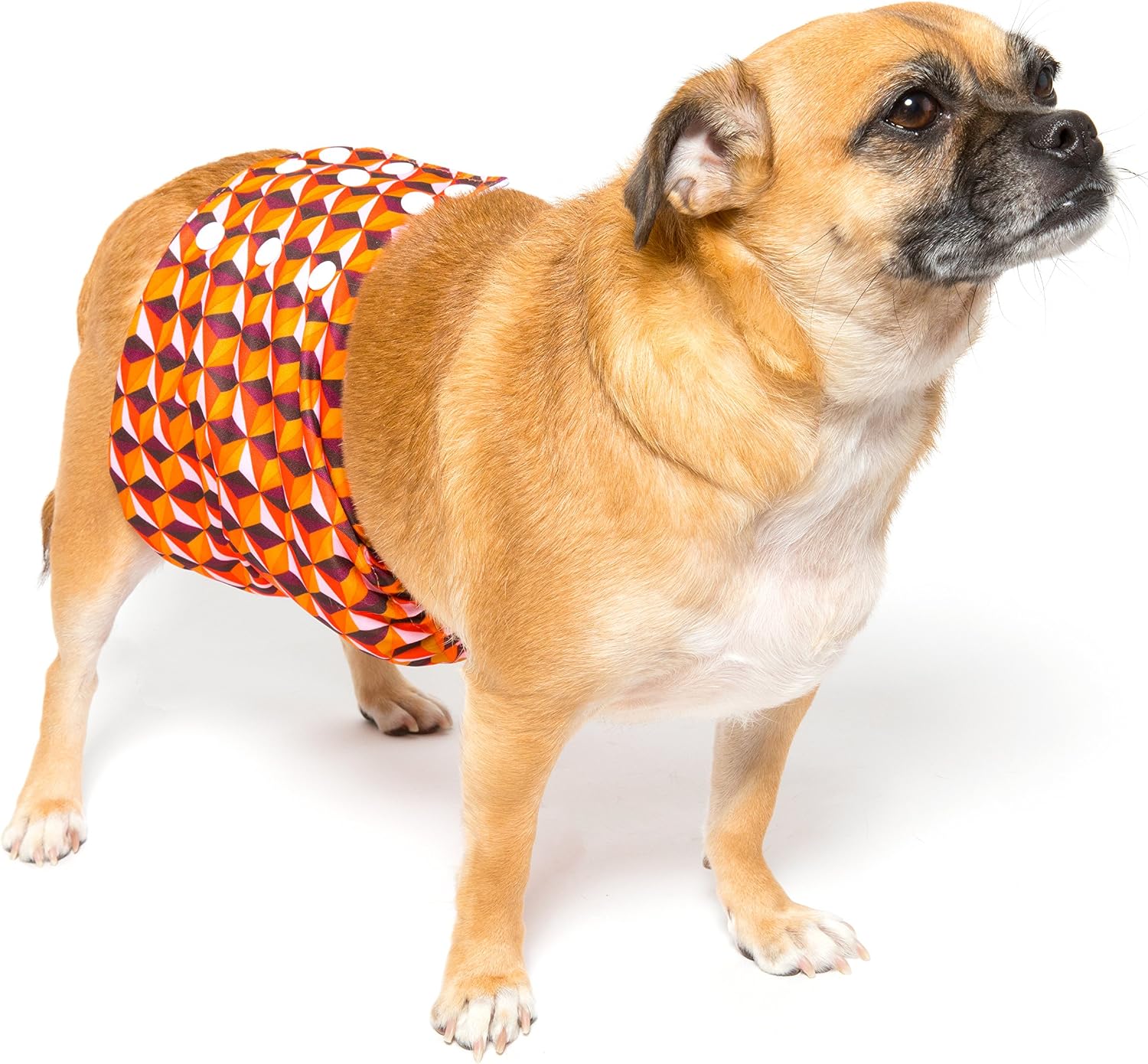 Brooke's Best Belly Bands for Male Dogs 2 Pack (M, Orange Print/Brown Dog Print)