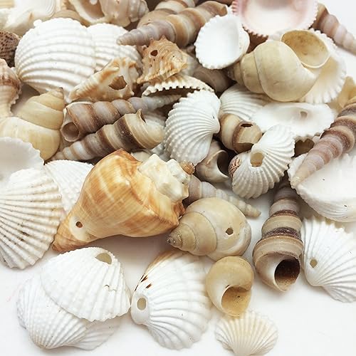 Miniatura 2 de PEPPERLONELY Pequeñas conchas marinas perforadas con mezcla de conchas, 6 oz aprox. 60+ carcasas de PC, 1-12 pulgadas