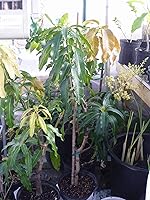 Vista 2 de NAM Doc Mai - Árbol de mango injertado - Mango favorito tailandés