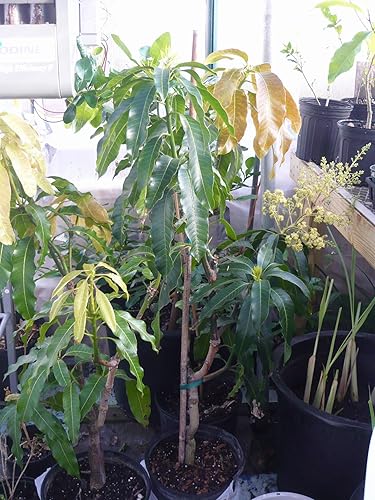 Miniatura 2 de NAM Doc Mai - Árbol de mango injertado - Mango favorito tailandés