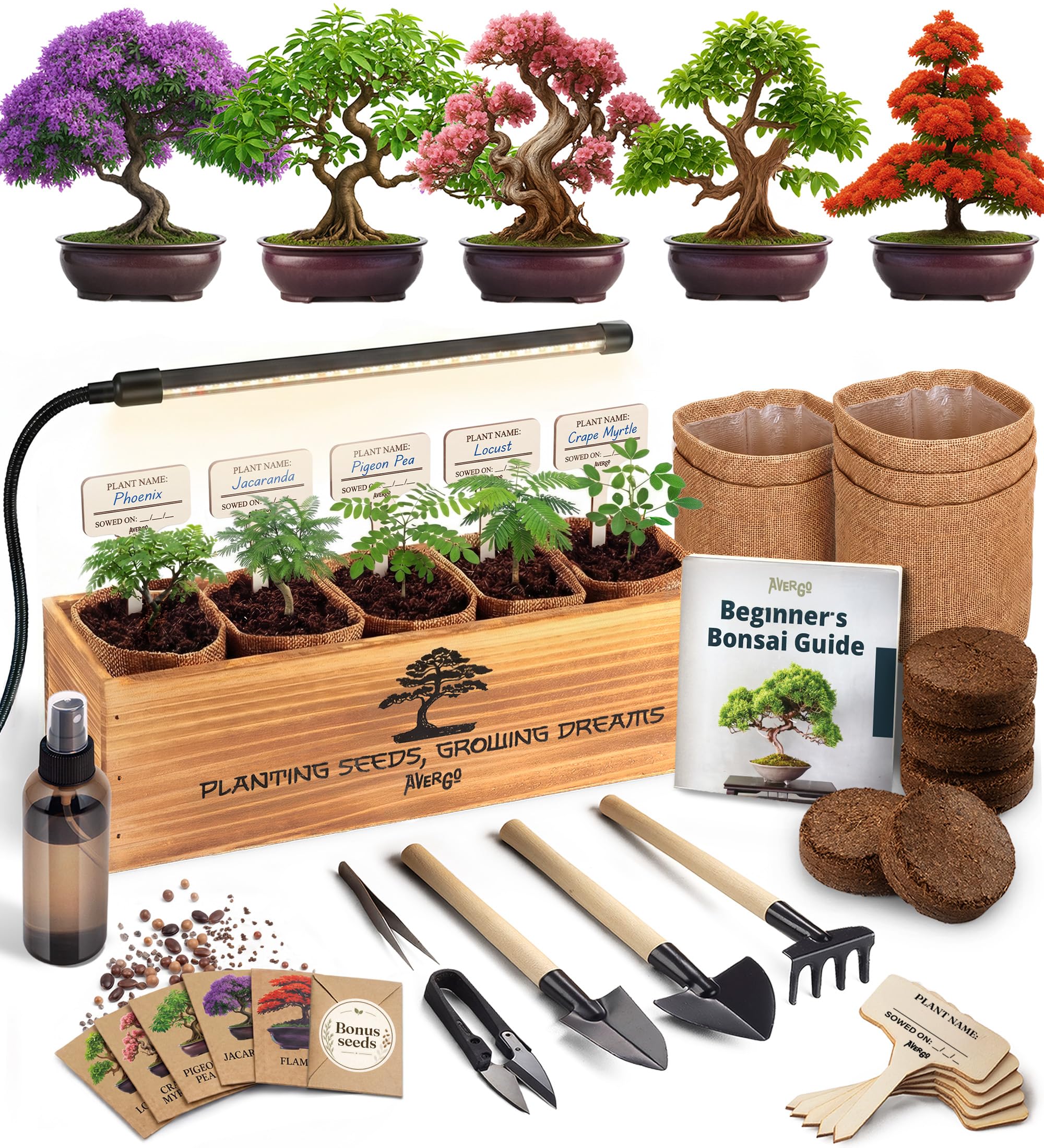 Kit de árbol bonsái - Kit completo de bricolaje para principiantes