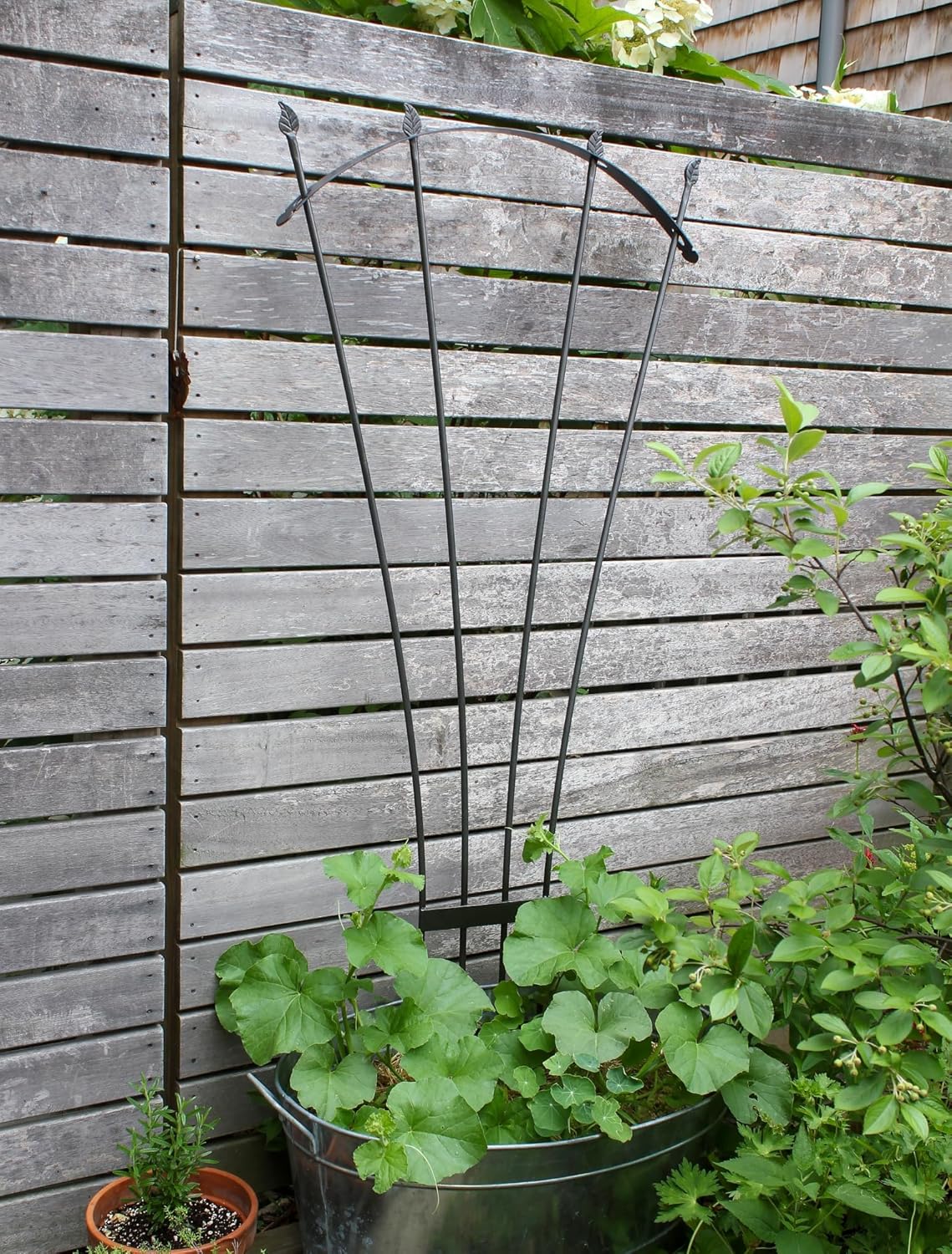 Fan Trellis