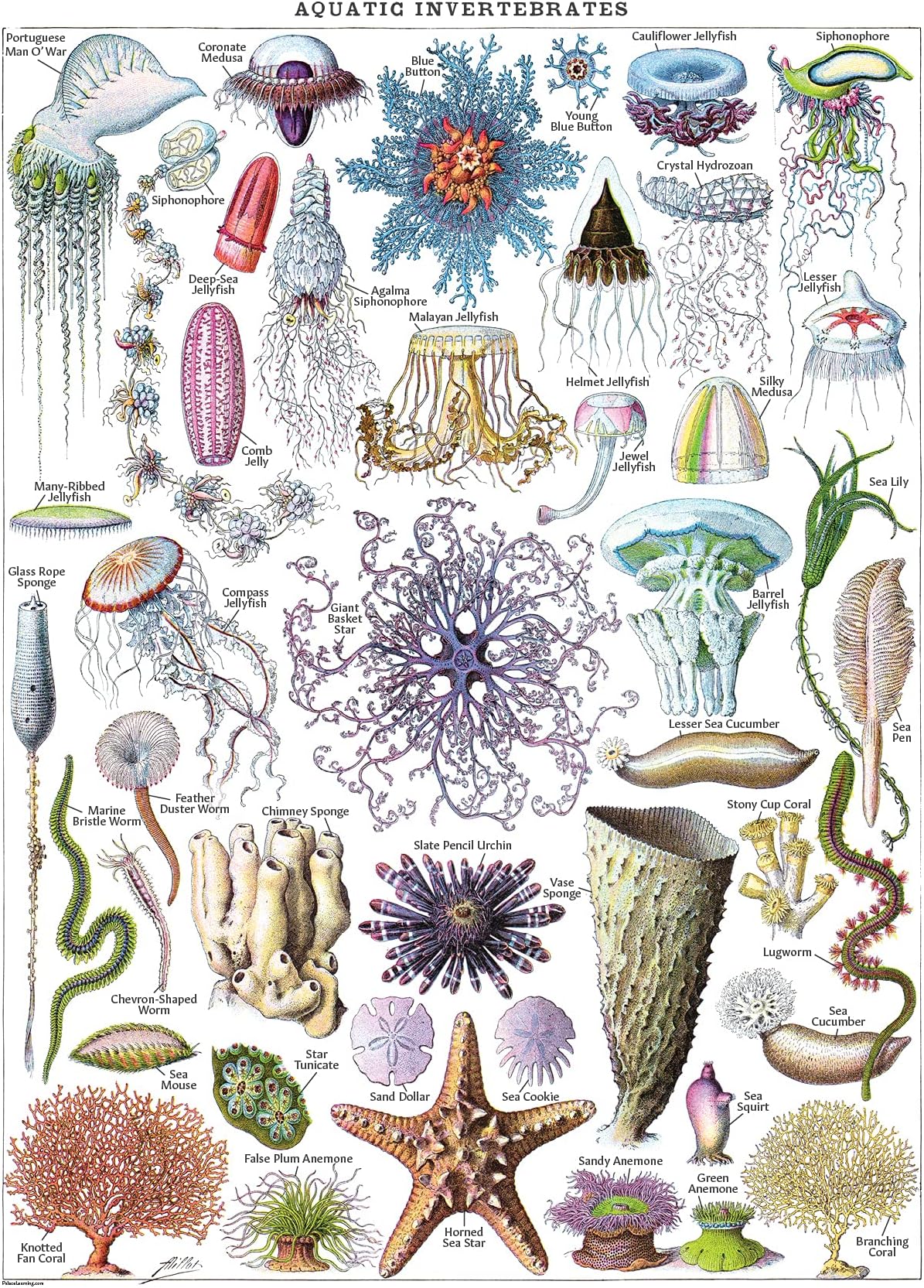 Vintage Jellyfish & Aquatic Invertebrates Poster Print - Marine Life Identification Reference Chart (LAMINATED, 18" x 24")