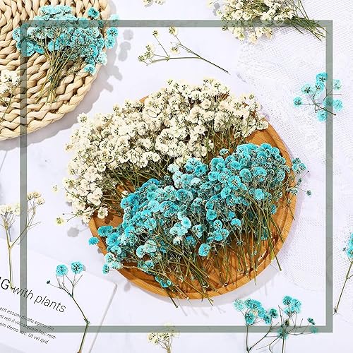 Miniatura 2 de 200 Piezas Flores Secas Prensadas Baby's Breath Ramas Naturales de Gypsophila Ramo de Gypsophila para Bodas Manualidades DIY Decoración del Hogar