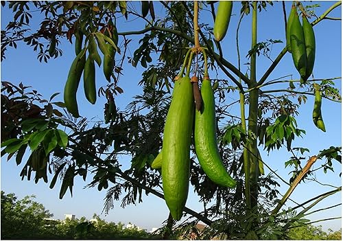 10 semillas Ceiba pentandra Rara Tropical Bird Lovers Dream Colibríes Mariposas Amor Abundante Flores Blancas Fragantes Fácilmente Cultivador Planta