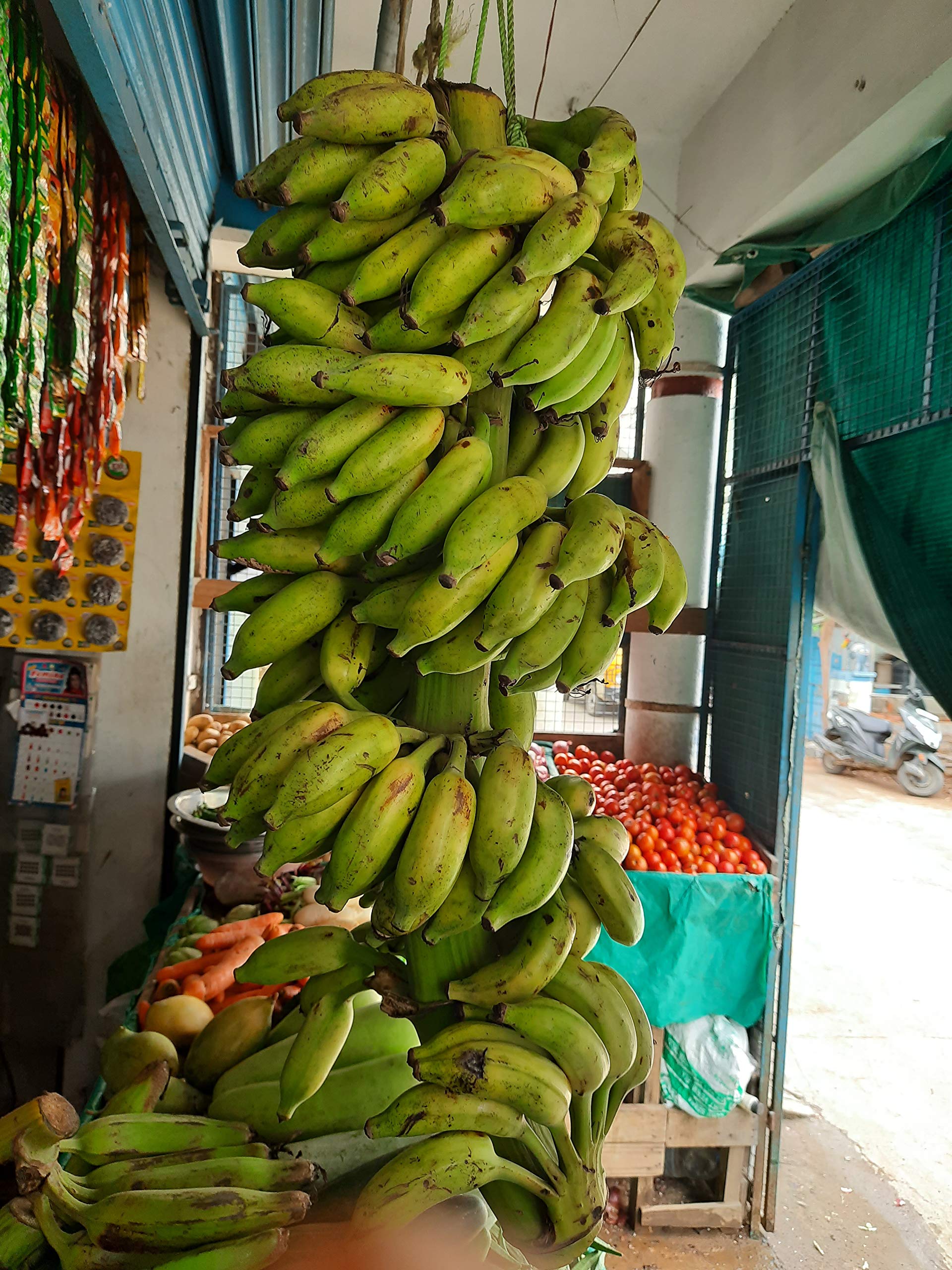 CooPany® மட்டி வாழை கன்னு / Matti Banana Live Plant - Rhizome Varity (Not Tissue culture plant) (B08XW5XNXT) Amazon Price History, Amazon Price Tracker