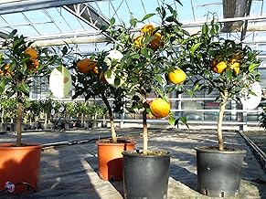Citrus Yuzu 70-80 cm, Lemon Tree, Japanese Lemon, Hardy