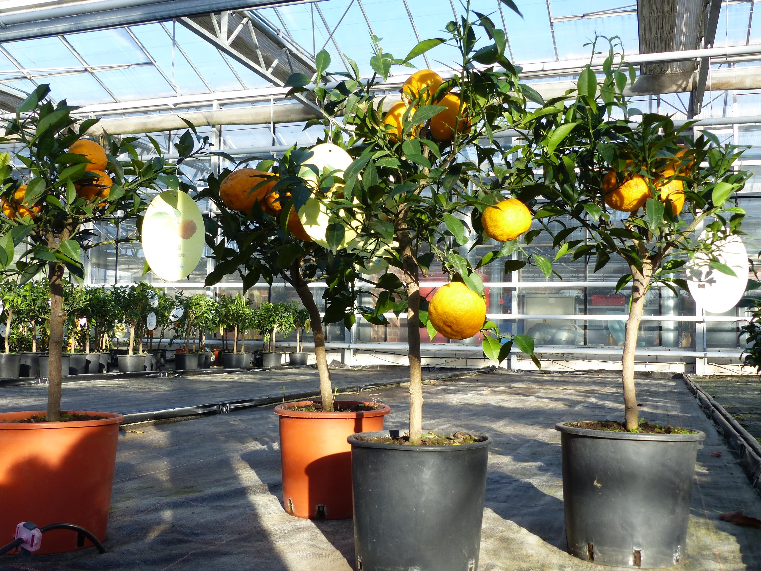 Citrus Yuzu 70-80 cm, Zitronenbaum Zitrone, japanische Zitrone, winterhart