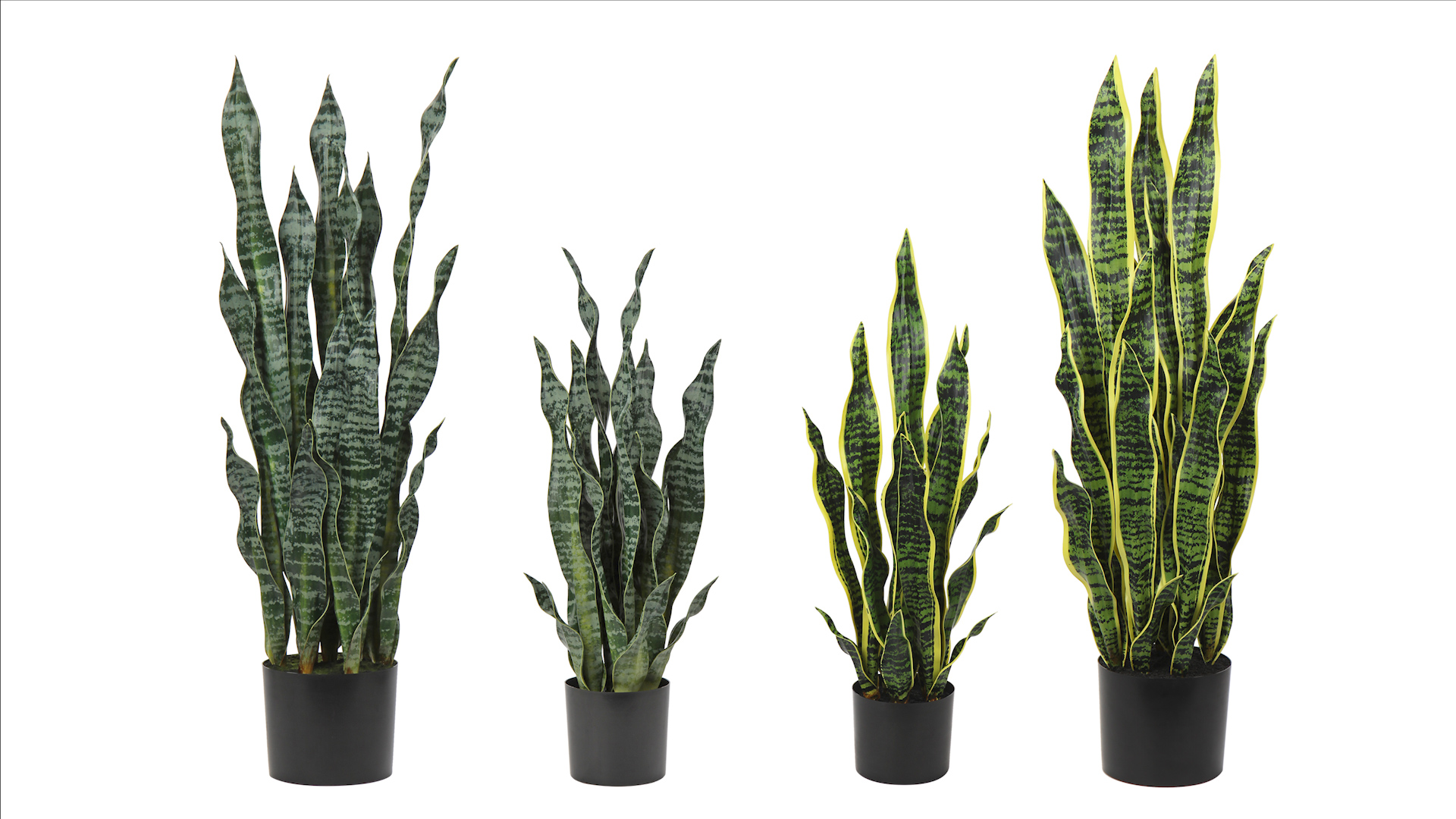 Amazon.com: 2 Set Large Fake Snake Plant Black Coral 35.8 Inch Sansevieria  Plant Artificial Snake Plants in Pots with Woven Basket Faux Mother In Law  Tongue Plant - 30 Leaves for Indoor