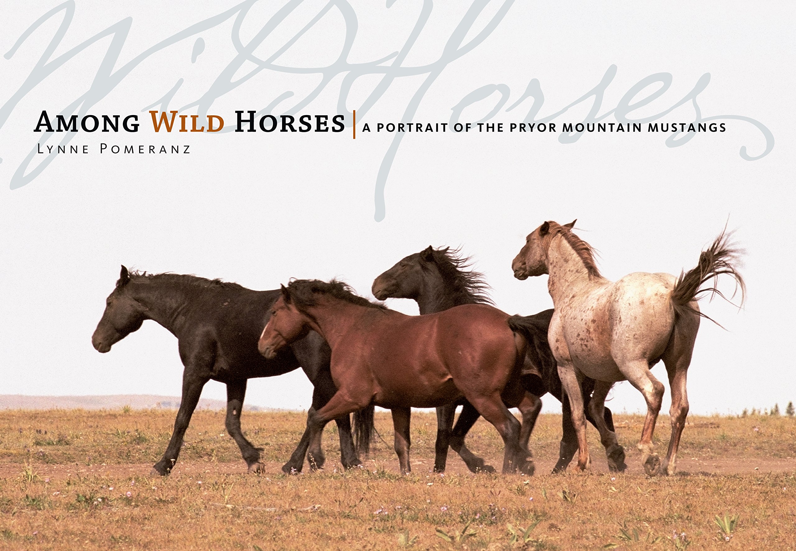 Among Wild Horses A Portrait of the Pryor Mountain
