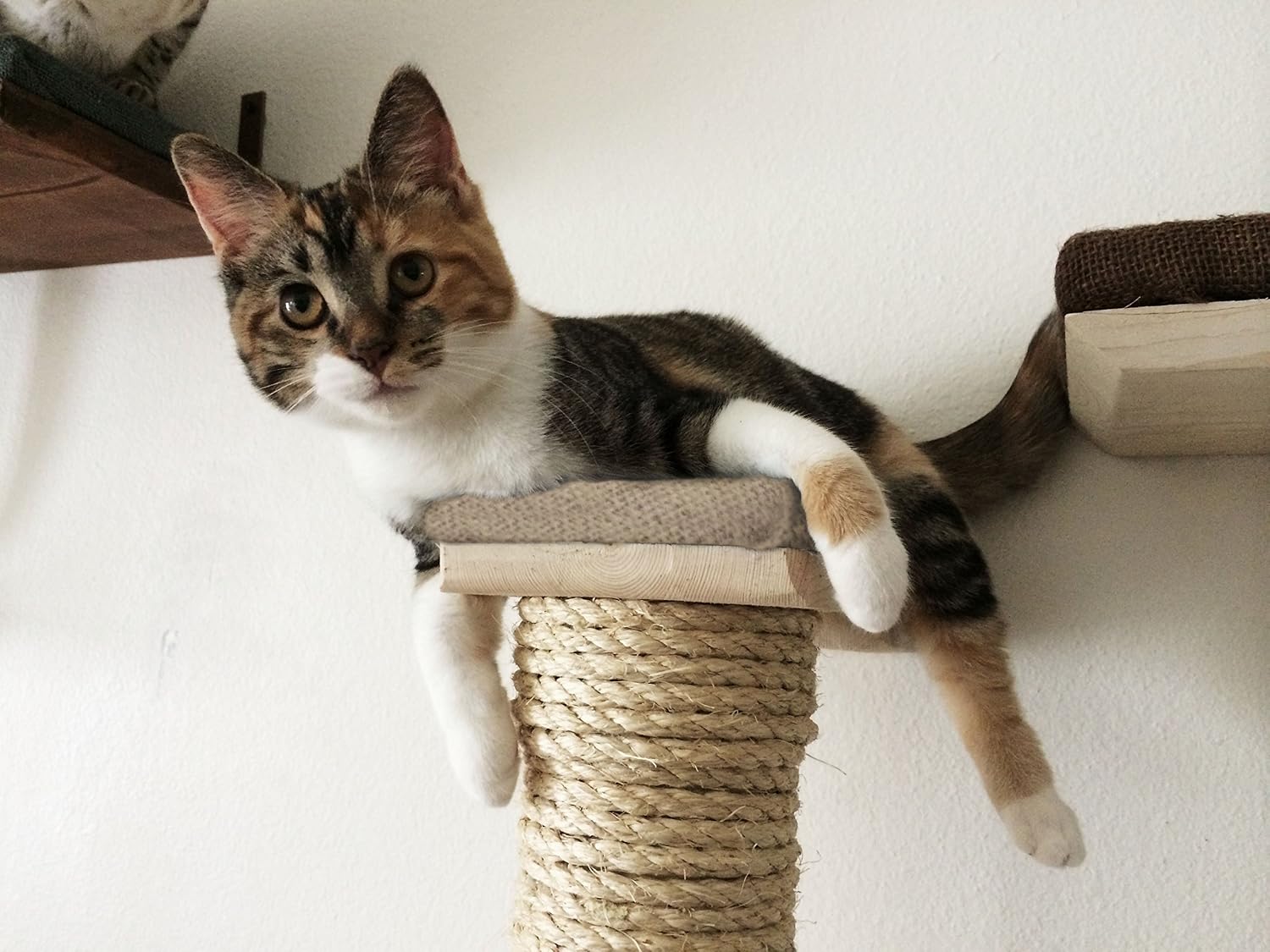 CatastrophiCreations Cat Climbing Vertical Sisal Pole - Wall-Mounted, Handcrafted Cat Tree Scratcher