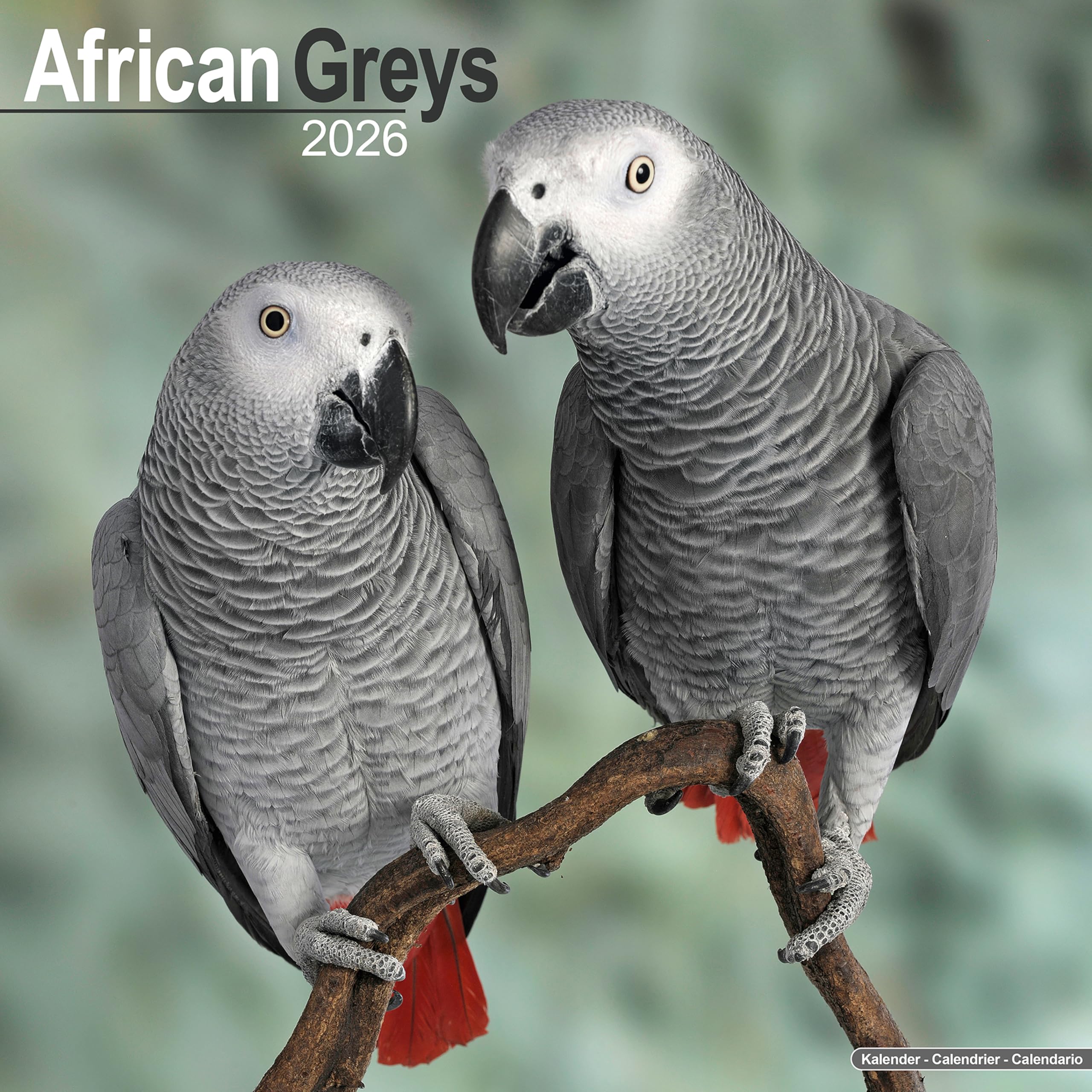 African Greys 2026 Calendar | Square Wall Calendar | Bird Gift | Plastic Free Packaging | by Avonside Publishing