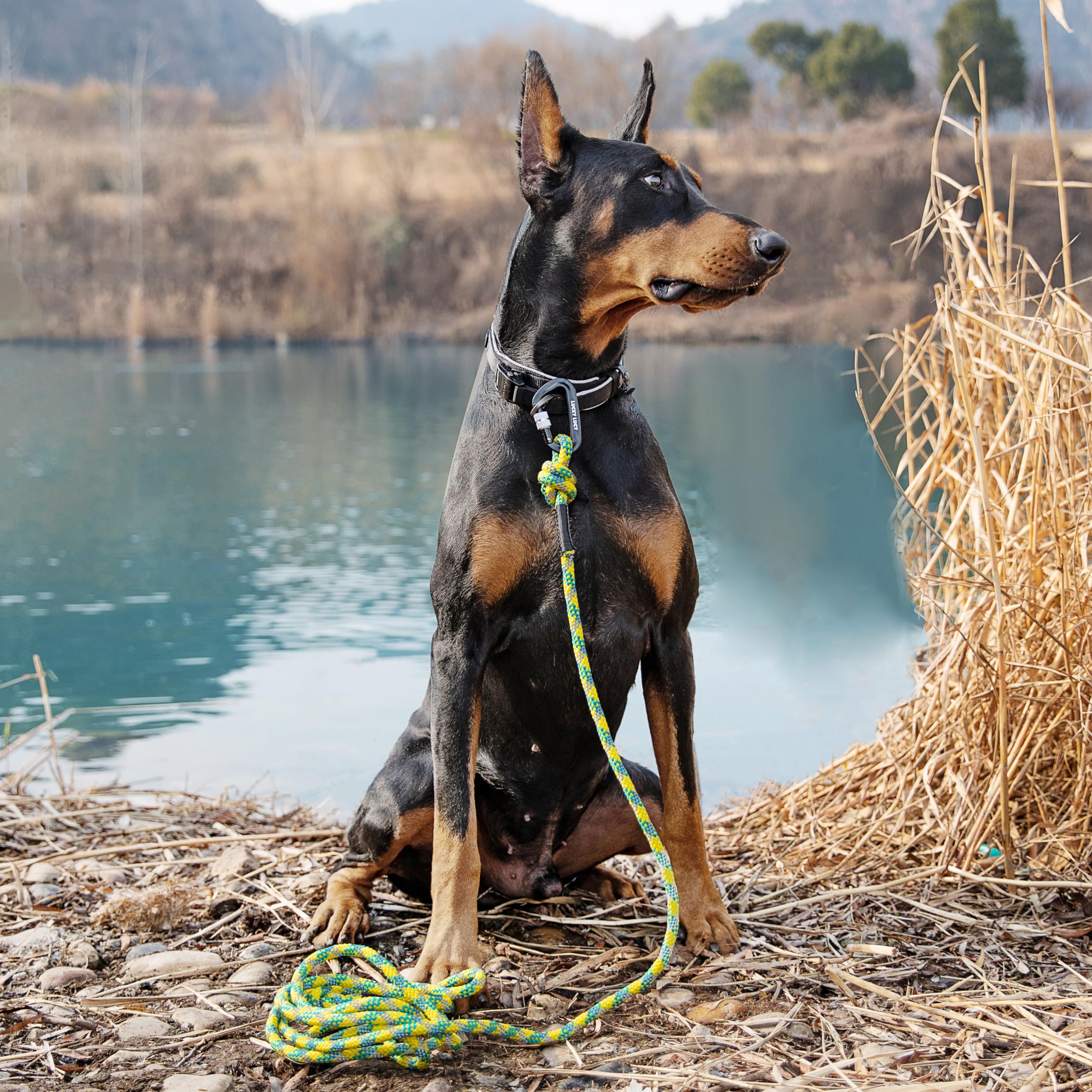 LUCKY LUCY Reflective Dog Lead 5 m Tear-Resistant Polypropylene / Polyester up to 300 kg with Aluminium Carabiner for Medium and Large Dogs Fluorescent Yellow - Image 4