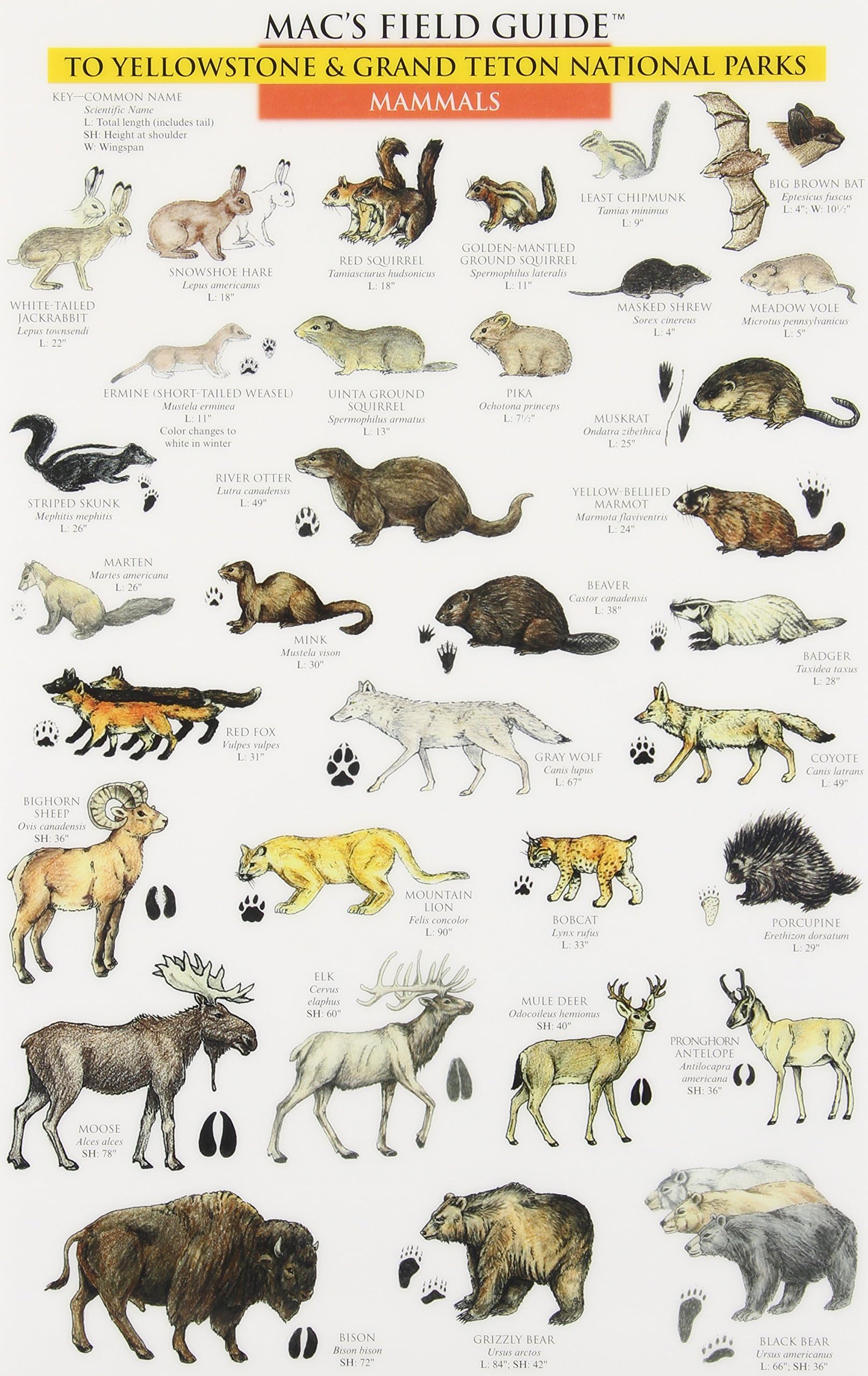 Mac's Field Guide to Yellowstone & Grand Teton National Parks: Birds & Mammals