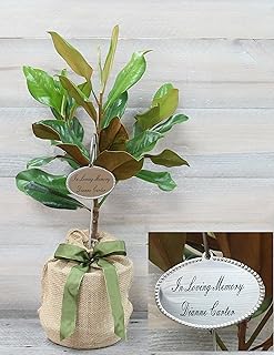 Southern Magnolia Sympathy Gift Tree by The Magnolia Company with a Personalized Stainless Steel Engraved Tag - Send a Meaningful Gift with Fragrant White Flowers - Can Not Ship to California