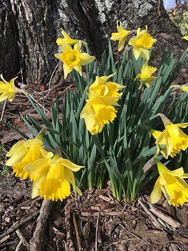 Miniatura 7 de Dutch Master Narciso 100 bombillas - Bombillas 125.5 in