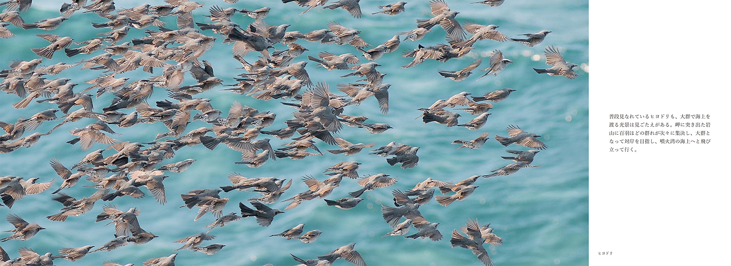 野の鳥の四季 Birds Of Hokkaido 熊谷勝 本 通販 Amazon 野の鳥の四季 Birds Of Hokkaido 熊谷勝 本 通販 Amazon