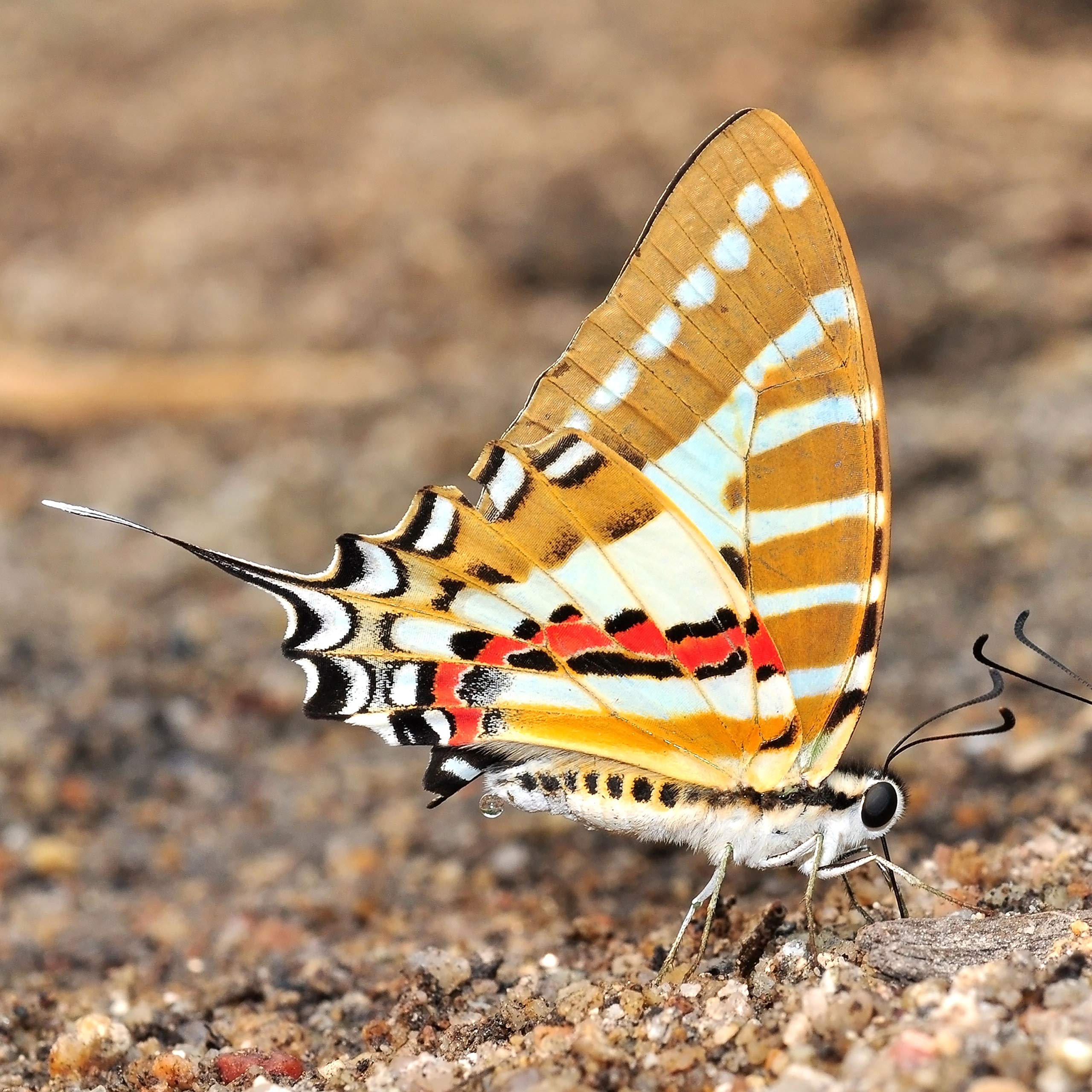 Amazon | 額入り 昆虫標本 蝶 スポット・ソードテイル Spot Swordtail