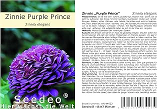 Seedeo® Zinnia - Purple Prince (Zinnia elegans) - 50 Seeds