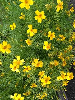 Hundredfold Lemon Gem Signet Marigold 100 Seeds - Tagetes tenuifolia Mexican Marigold, Edible Flower