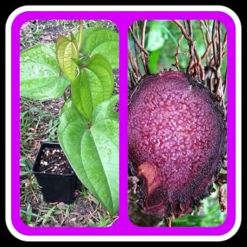 UBE Purple Yam,(5 Starter Plants),Real YAM for Garden, Filipino Purple Yam,Dioscorea Alata,UBE Purple yam NOT Sweet Potato,Rhizoma
