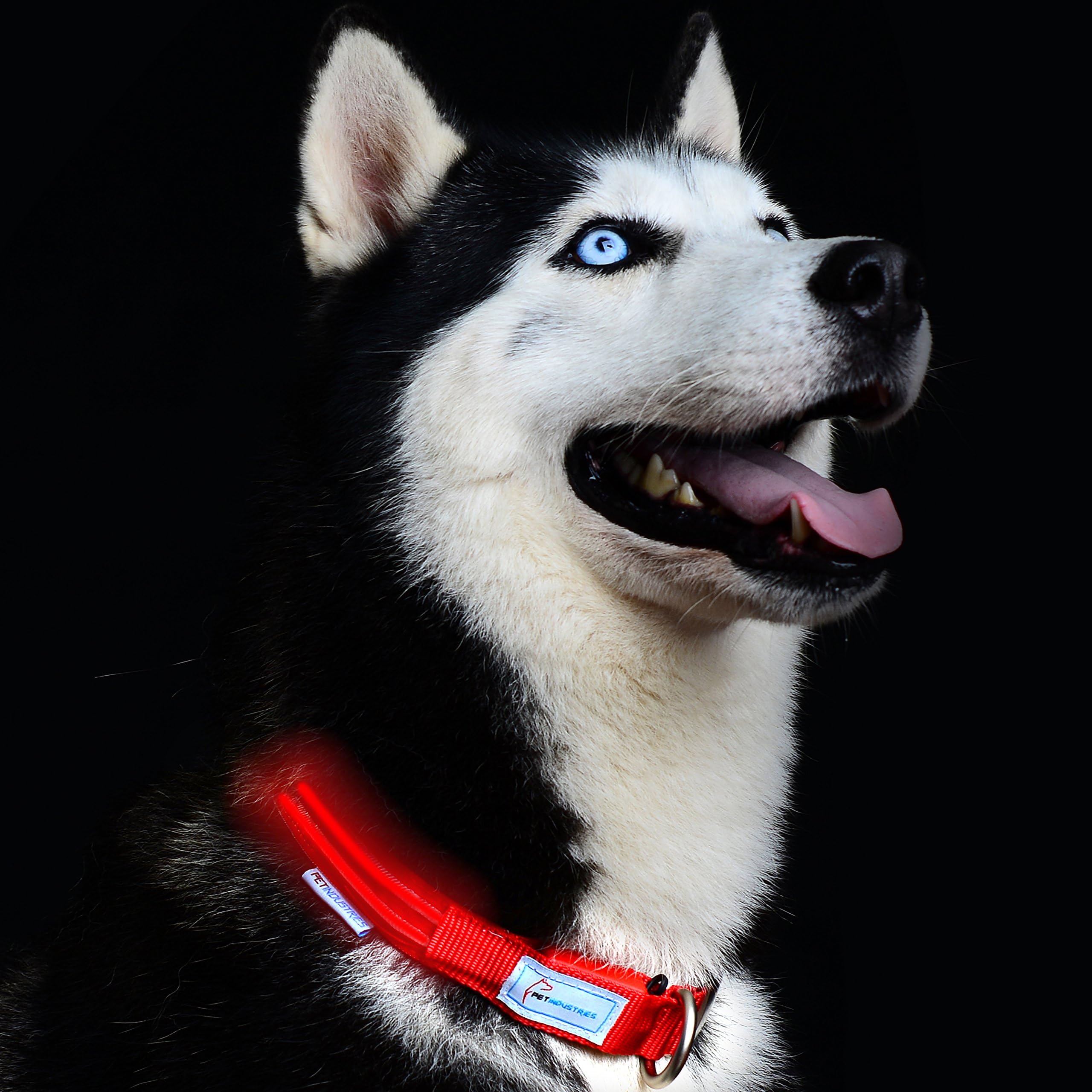 Metal Buckle LED Dog Collar, USB Rechargeable, Available in 7 Colors & 4 Sizes (Large [18.5-23.5" / 47-60 cm], Crimson Red)
