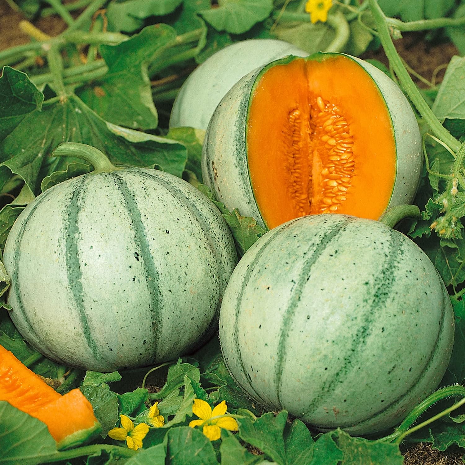 Aspire F1 Hybrid Melon Seeds - 1 Oz ~900 Seeds - Non-GMO, F1 Hybrid - Fruit & Vegetable Garden - Cucumis melo