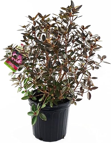 Vista 35 de Green Promise Farms Rododendro `Scintillation` Evergreen, contenedor de 3 tamaños, rosa suave