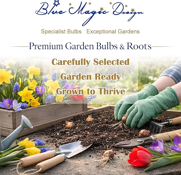 20 English Bluebell Bulbs in the GREEN, Hyacinthoides non scripta Spring Flower Bulbs for Planting Shade Garden Plants Naturalising Woodland Wildflower Bare Root Spring Blooming Flower Cottage Outdoor - 2