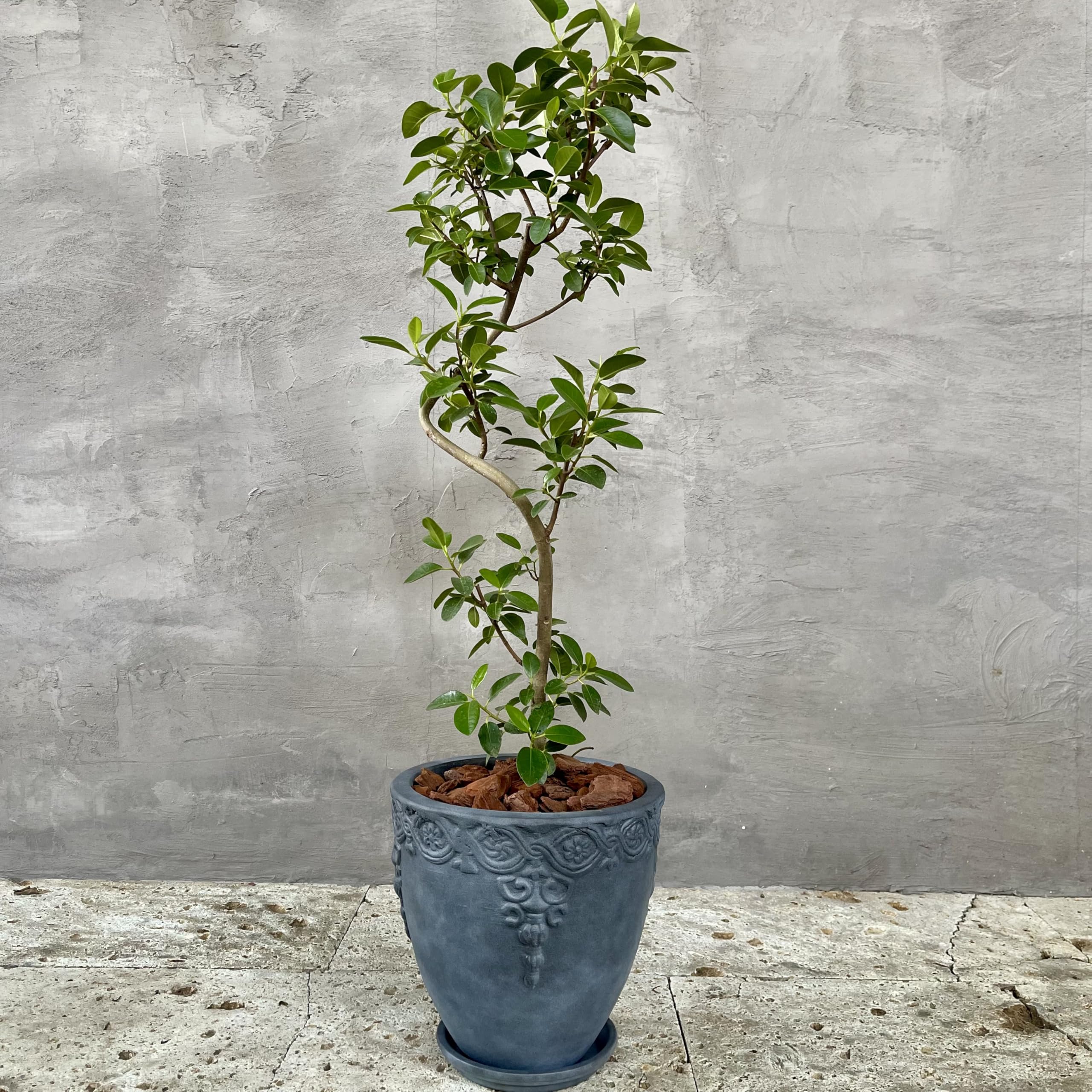 pinoko056様専用 大型 フランスゴムの木 螺旋仕立て 陶器鉢 植え込み