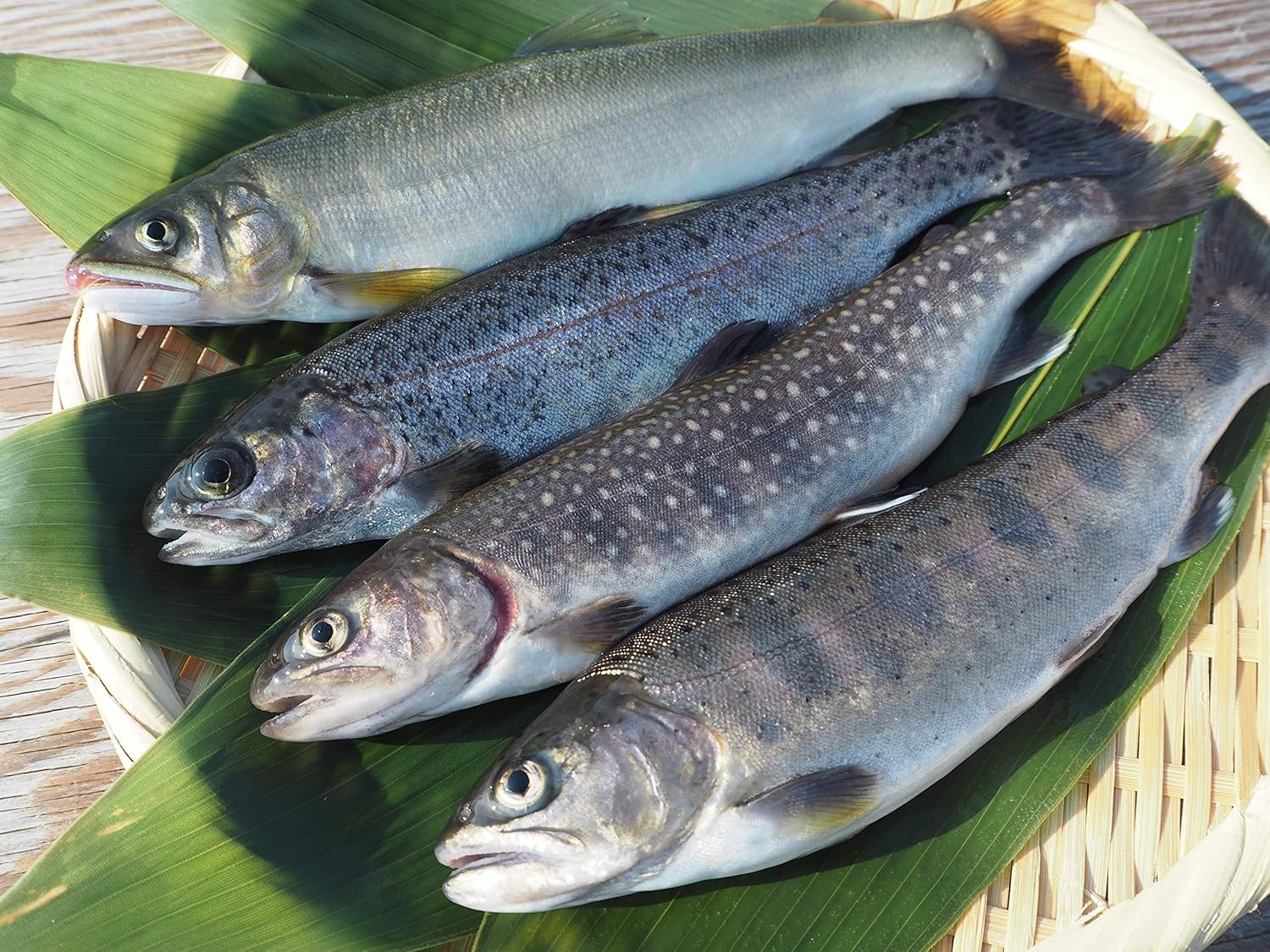 Amazon 国産 魚沼産 清流の川魚セット 12尾入 ヤマメ3尾 イワナ3尾 ニジマス3尾 アユ3尾 清流の川魚セット 魚沼 高野養魚場 鮮魚 通販 Amazon 国産 魚沼産 清流の川魚セット 12尾入 ヤマメ3尾 イワナ3尾 ニジマス3尾 アユ3尾 清流の川魚セット 魚沼 高野養魚場 鮮魚 通販