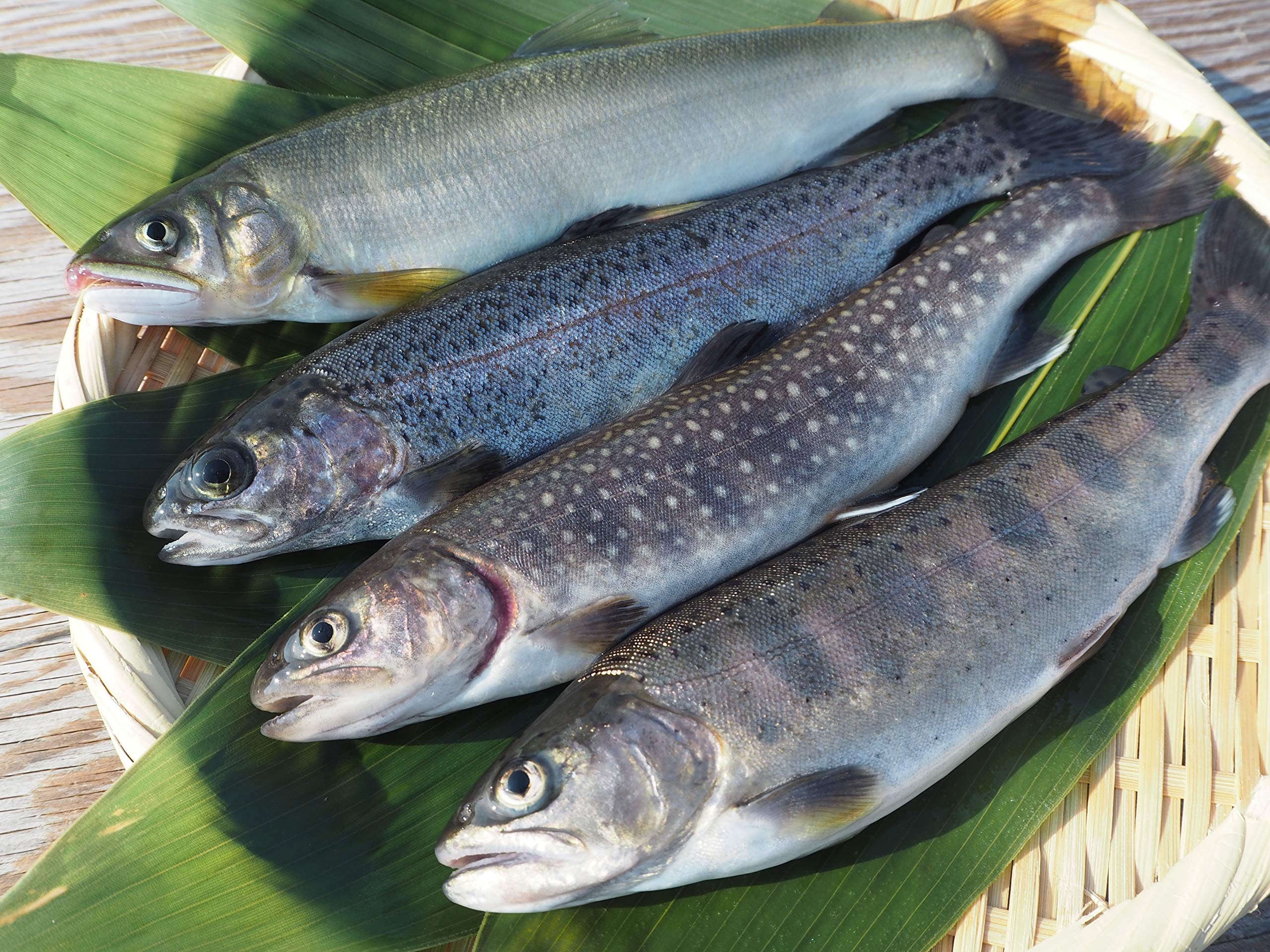 シマノ 秘宝 樹海 十三　★ 岩魚、ヤマメ、アマゴ、虹鱒に最適。 シマノ 秘宝 樹海 十三 ☆ 岩魚、ヤマメ、アマゴ、虹鱒に最適。