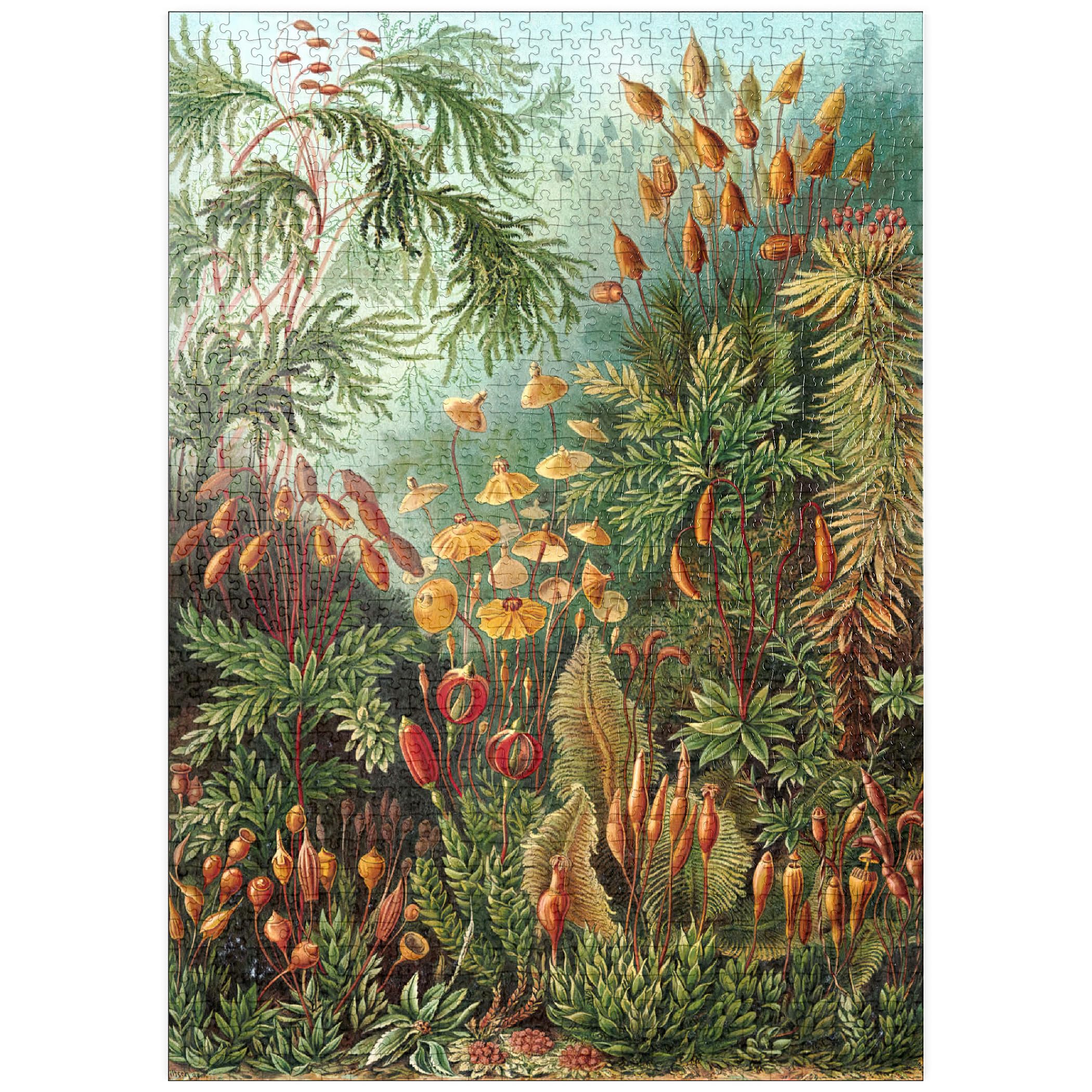 Moss (Muscinae), Art Forms In Nature, Vintage Art Poster, Ernst Haeckel, Premium 1000 pieces Puzzle