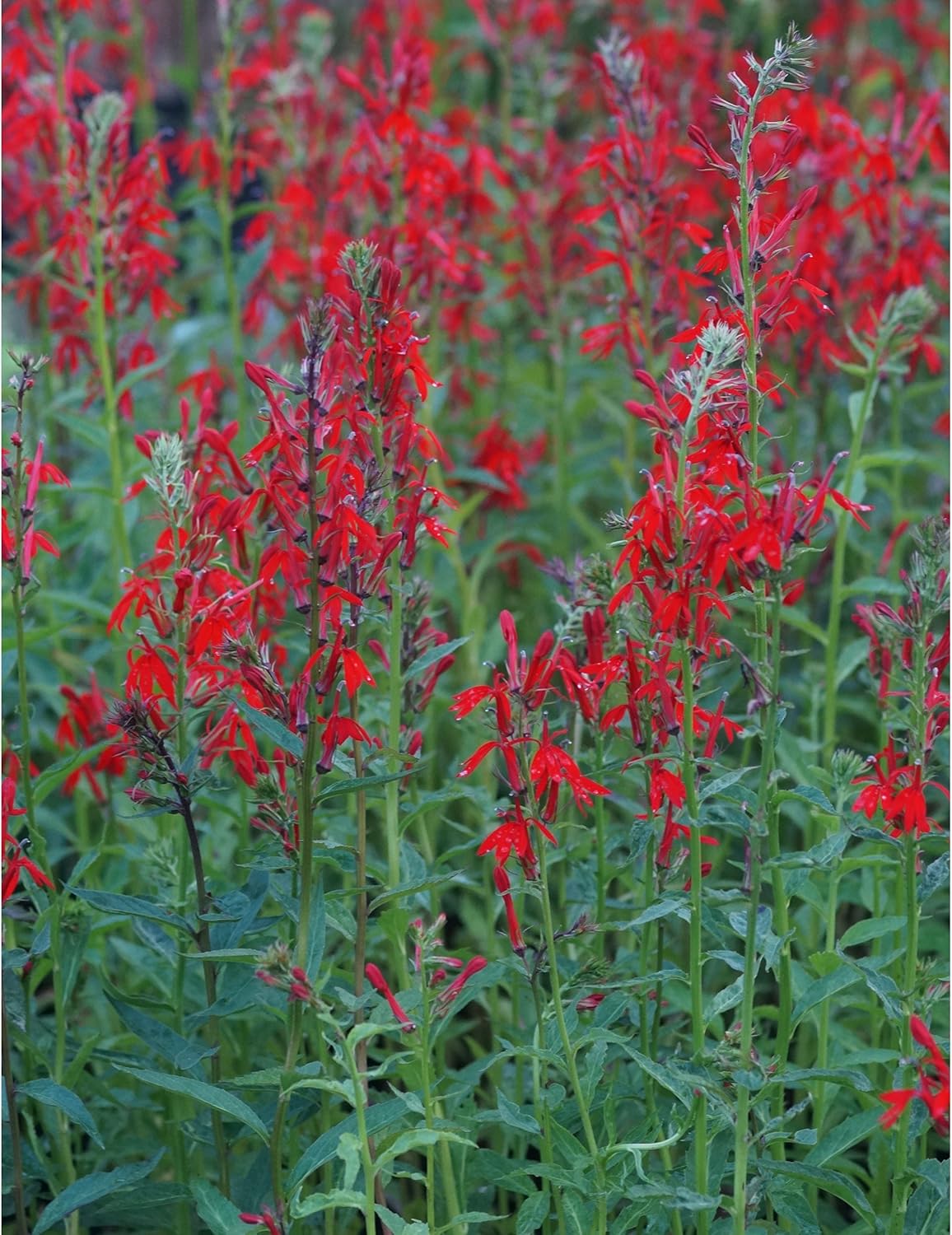 Blumixx Stauden Lobelia cardinalis KardinalsLobelie, im 0,5 Liter