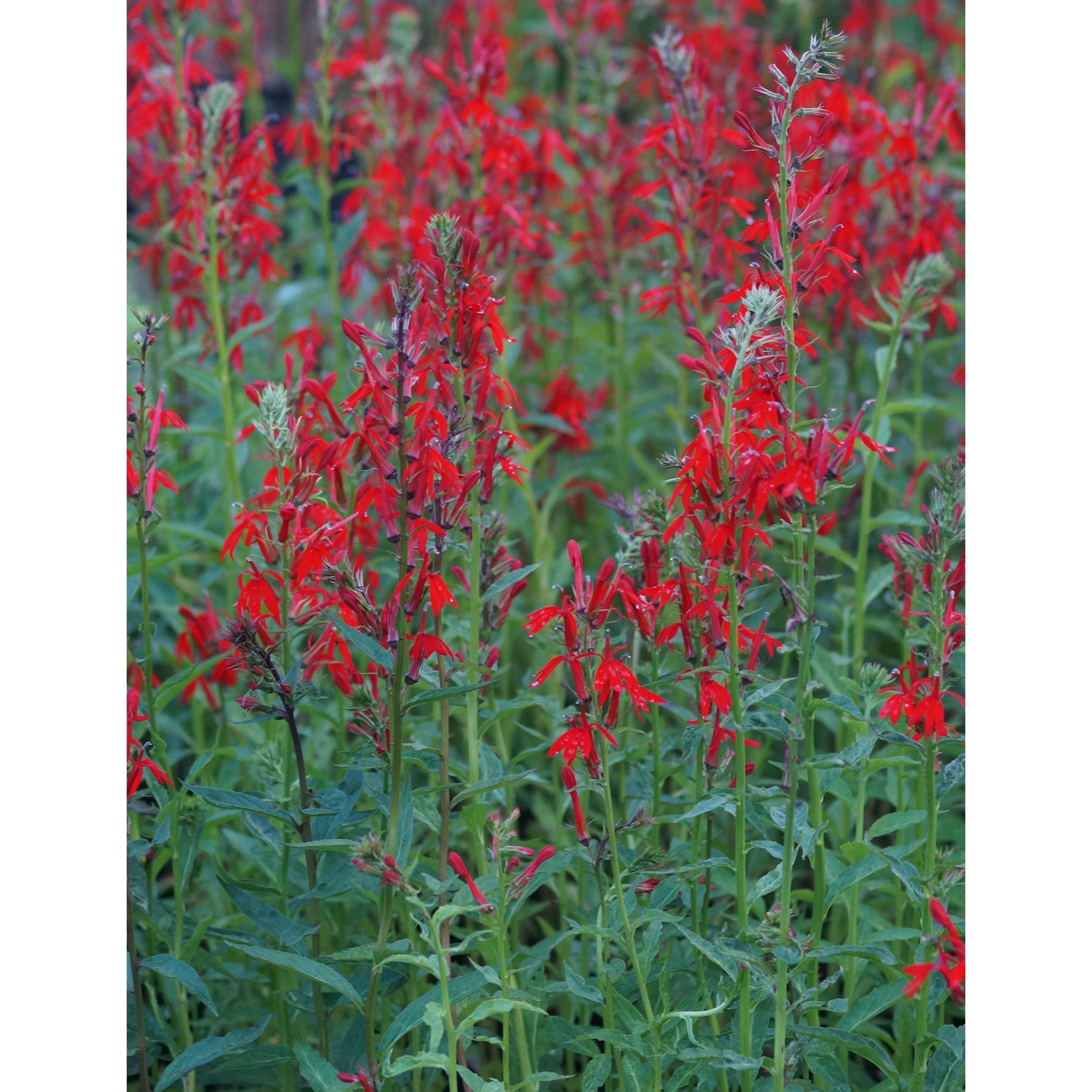 Männertreu Topf- Ca. 9 Cm Lobelia Kaufen Bei Produktbild-Vorschau 9