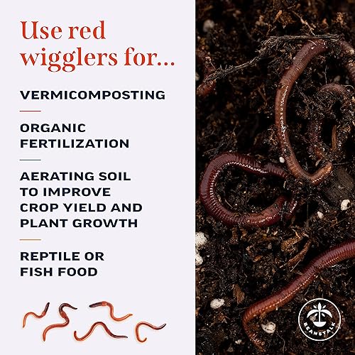 Miniatura 9 de Beanstalk Worms (500 gusanos, 0.5 libras), gusanos de compostación de los molinillos rojos, gusanos de la tierra viven para el jardín