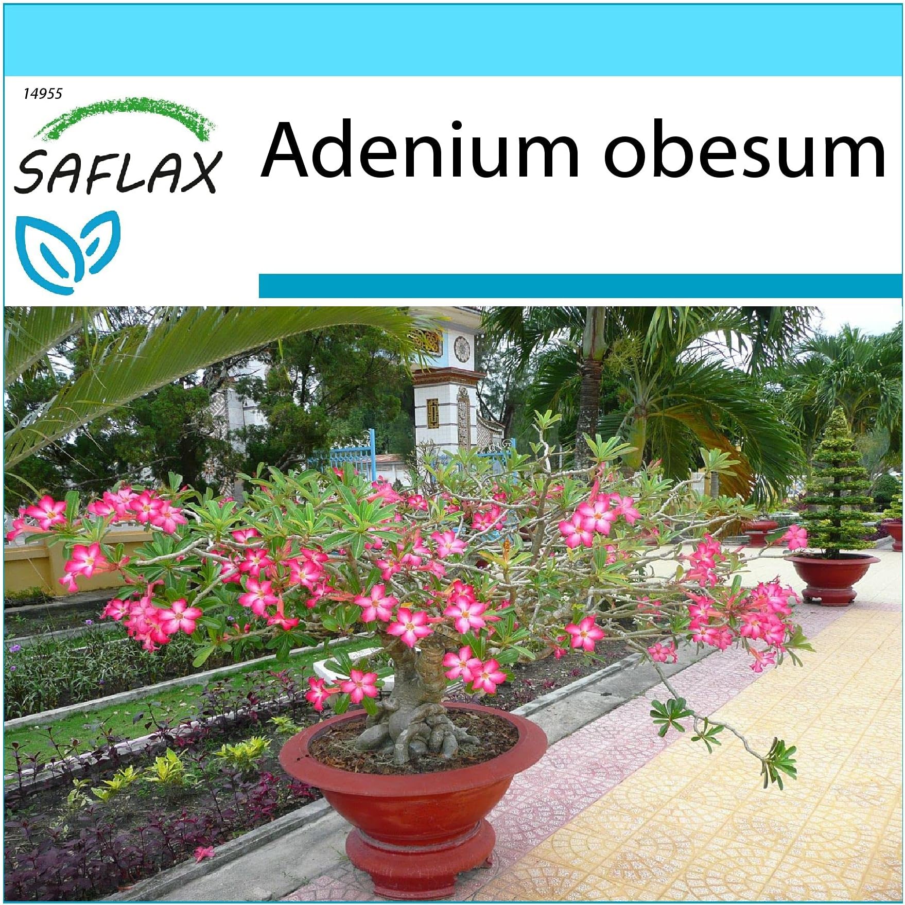SAFLAX - Gift Set - Bonsai - Desert Rose - 8 Seeds - Adenium obesum