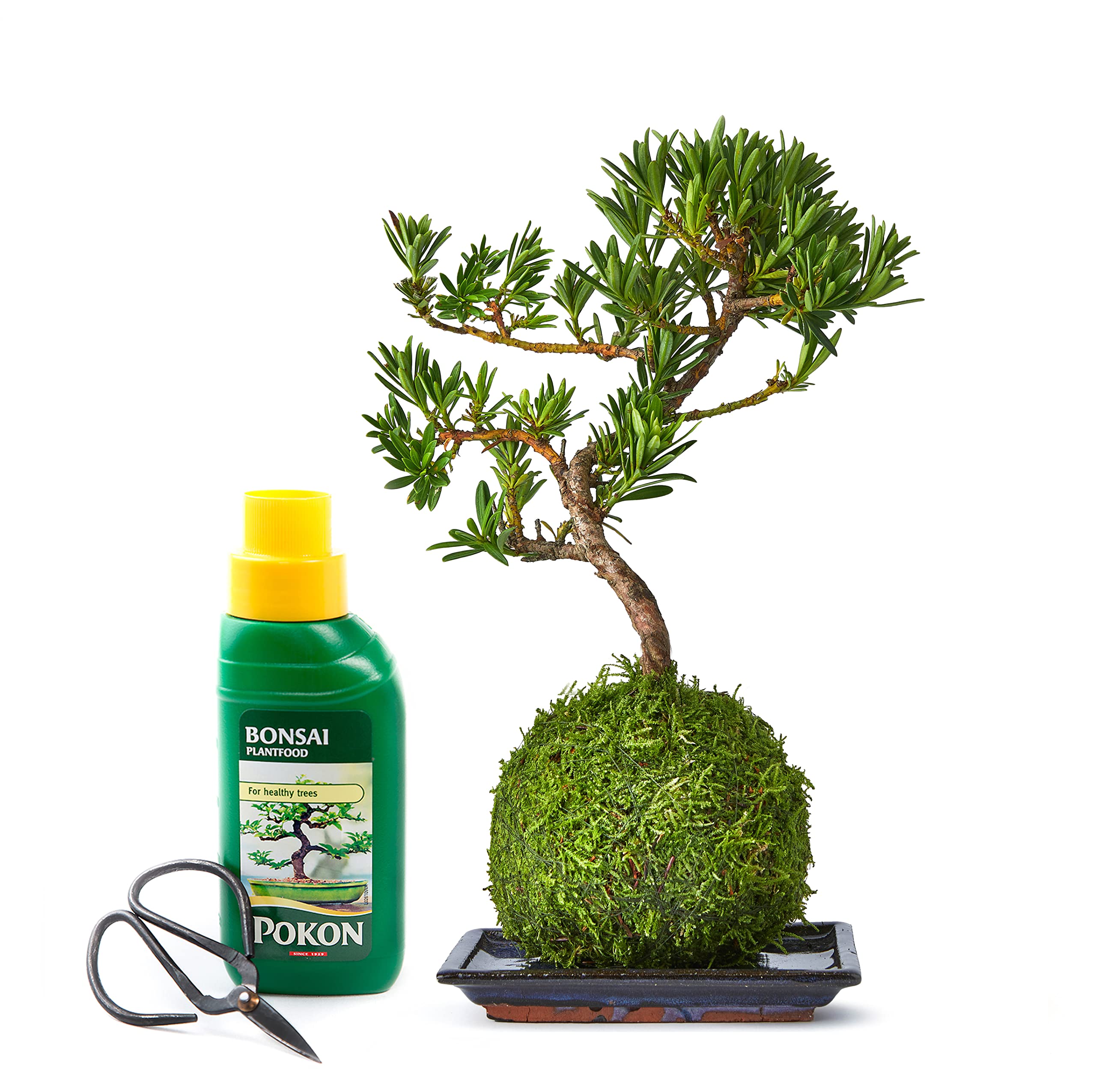 Tranquil Plants Home Decor Bonsai Tree Pine Kokedama House Plant With Fertilized Green Moss Ball For Bedroom -Office Desk Decor Indoor House Plants Gardening Gifts-10year (Plant, Tray, Scissor & Feed)
