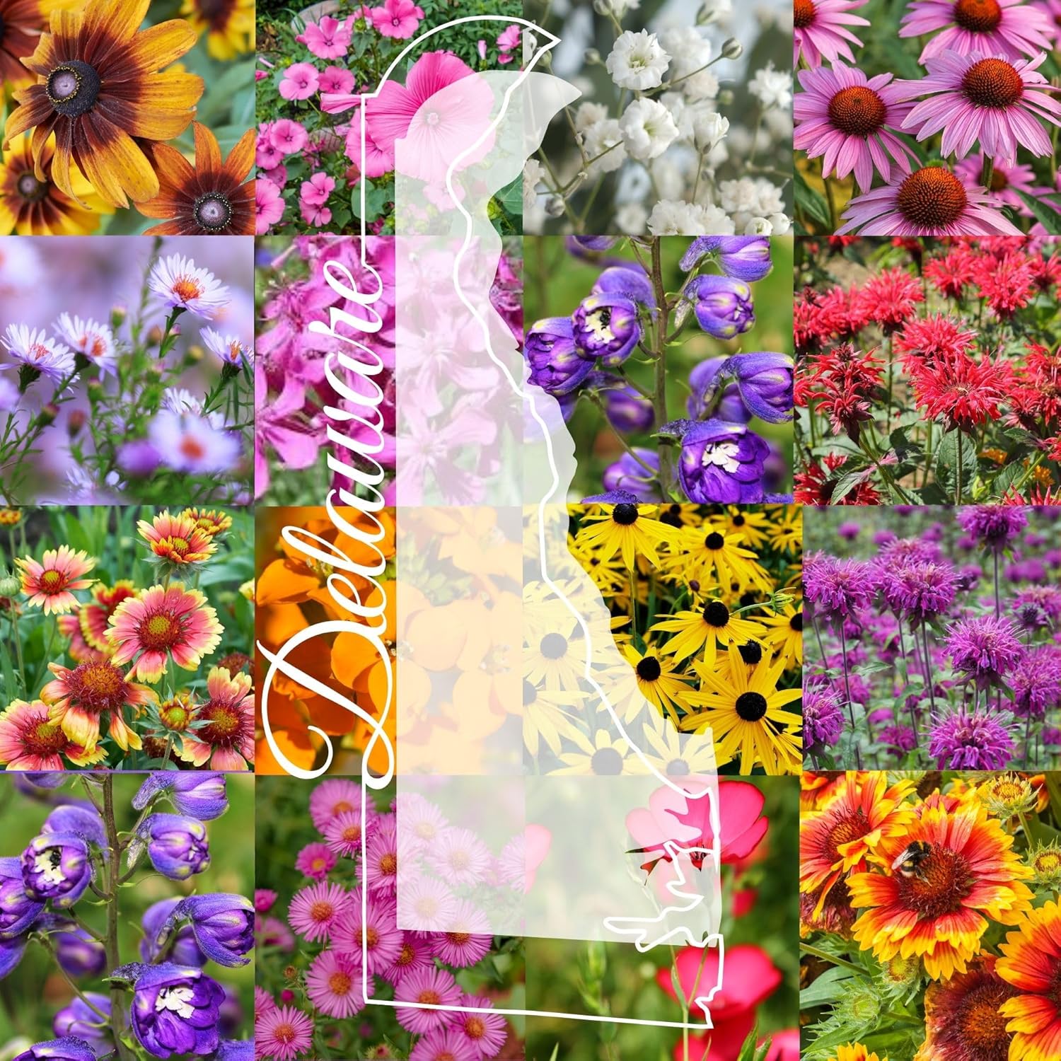 Delaware Bulk Perennial Wildflower Seed Mix 1lb Covers 2,000sq-ft - Attract Pollinators, Multi-Color Blooms - Northeast US Species Plant in Spring/Fall - Earth-Friendly Packaging (1/4 Pound)