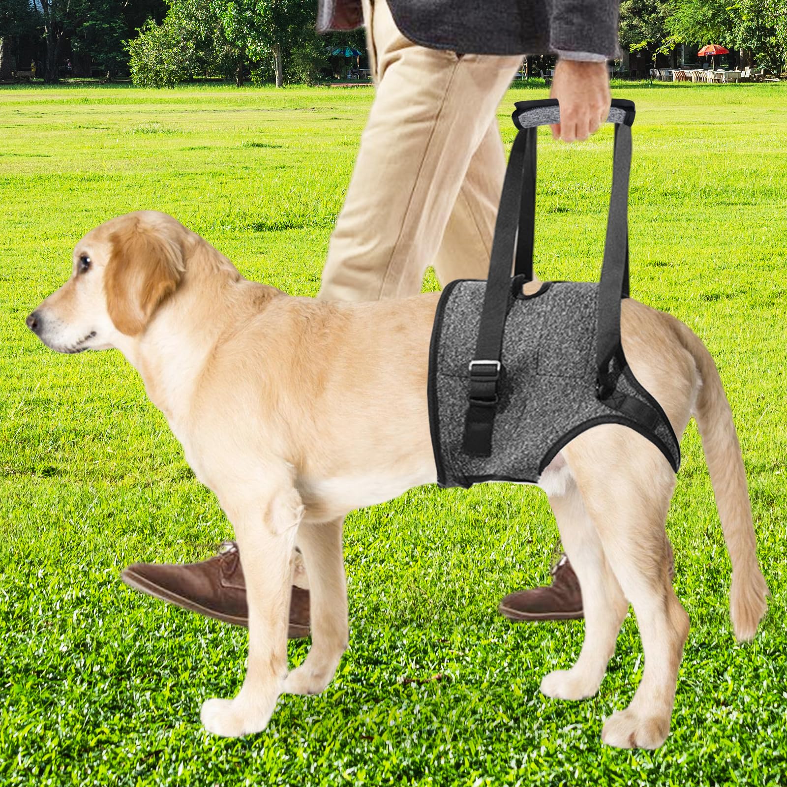 Imbracatura per Cani per Zampe Posteriori, Pettorina Di Supporto Posteriore Con Impugnatura, Imbracatura Cane Zampe Posteriori, Pettorina Morbida Regolabile per Feriti Di Piccola, Media Grande (M)