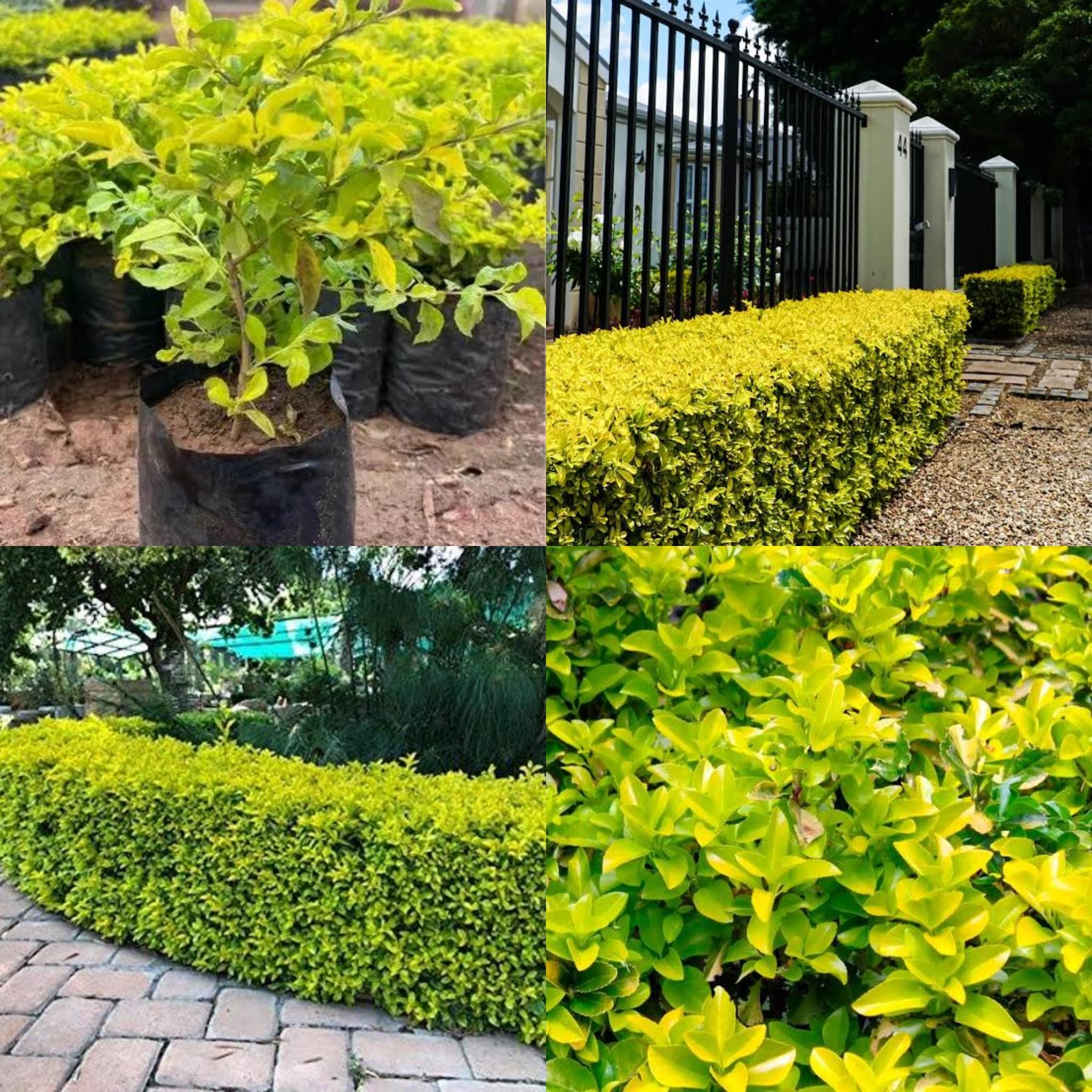 SISA GARDEN- Live Duranta Golden Hedge Plants for Ornamental Outdoor Plant(combo pack of 5) with nursery grow bag (B0CJ4G8H89) Amazon Price History, Amazon Price Tracker